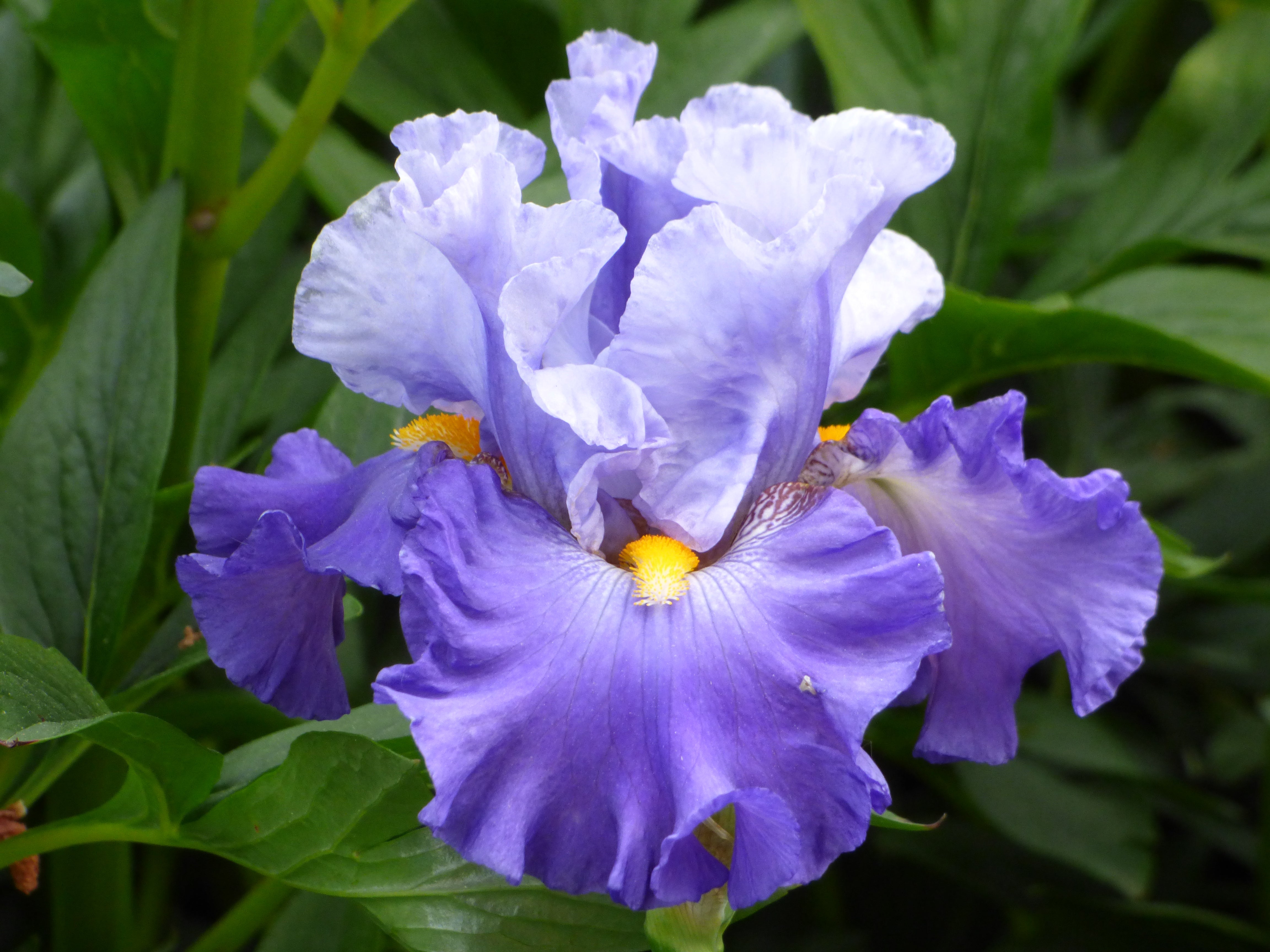 Cubs Win It | Tall Bearded Iris – Schreiner's Gardens
