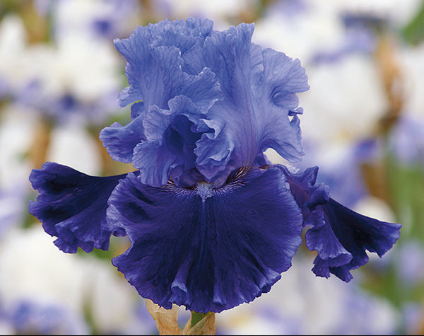 Cybergrape | Tall Bearded Iris – Schreiner's Gardens