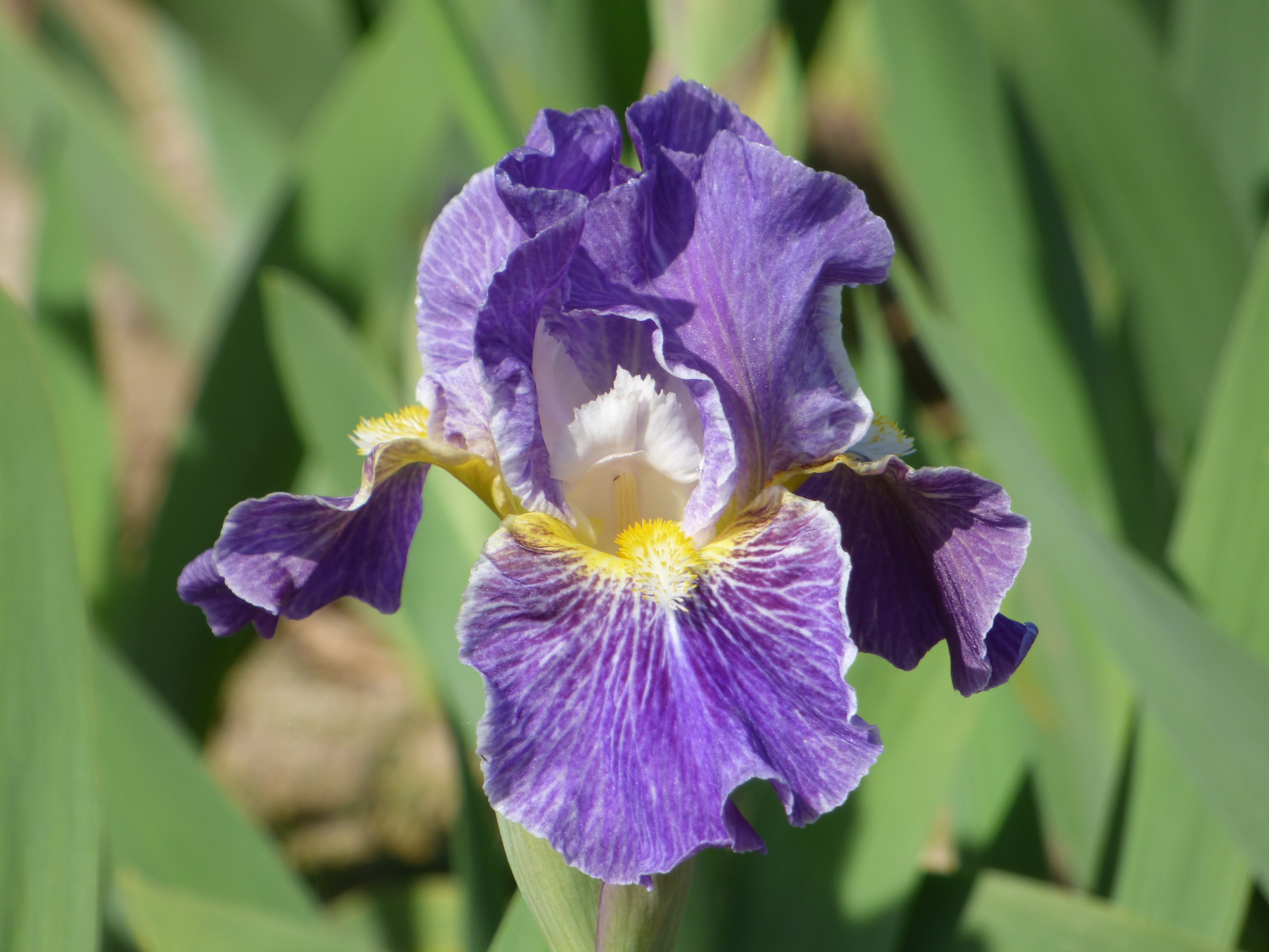 Deep Secret – Schreiner's Gardens