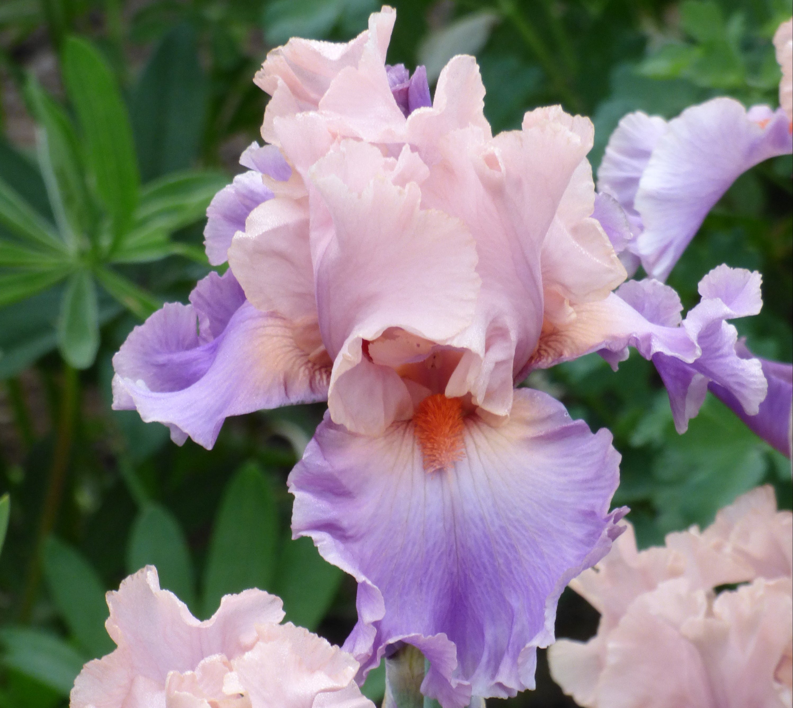 Discovered Treasure | Tall Bearded Iris – Schreiner's Gardens