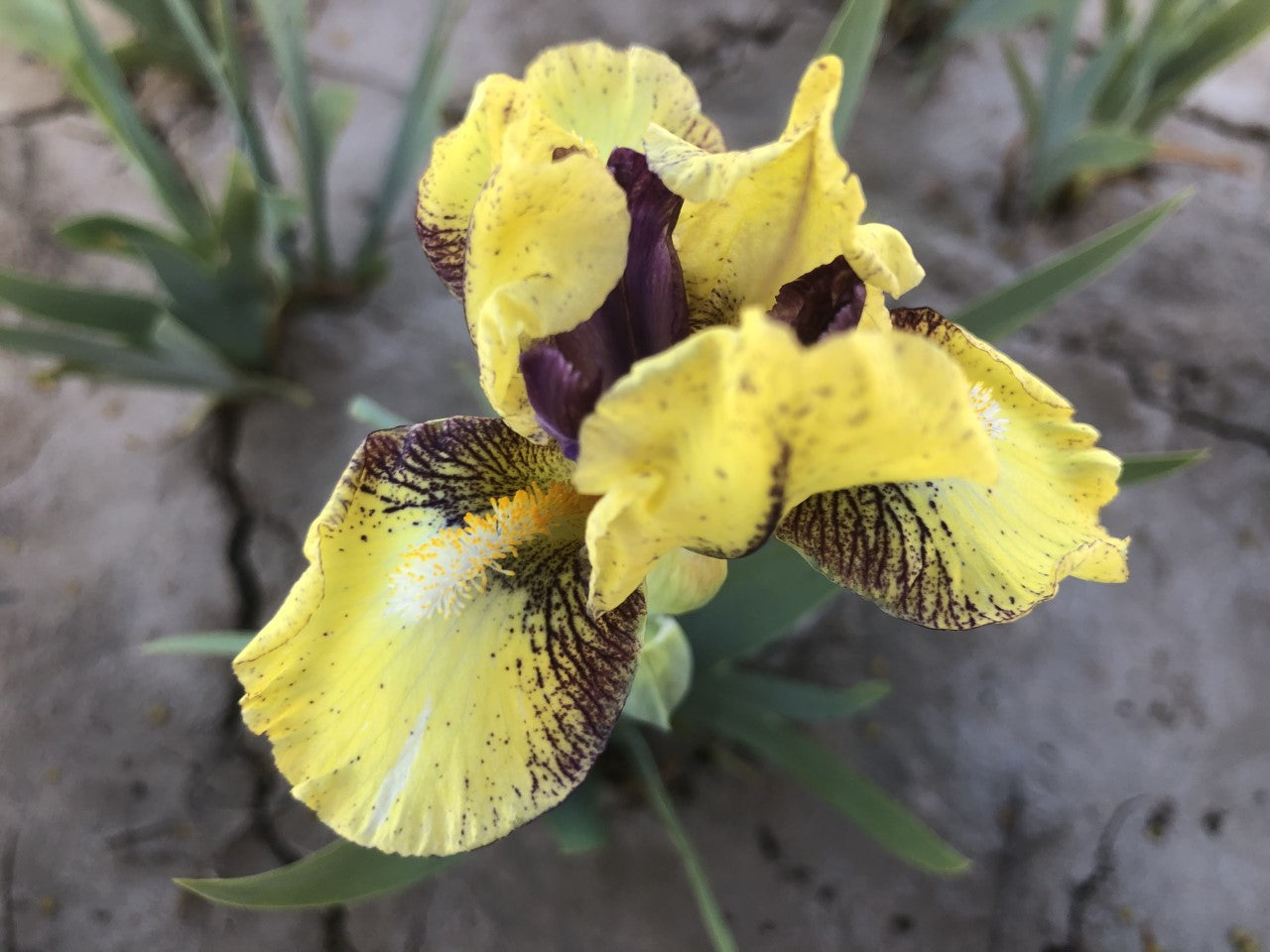 Darn Cute | Dwarf Bearded Iris – Schreiner's Gardens