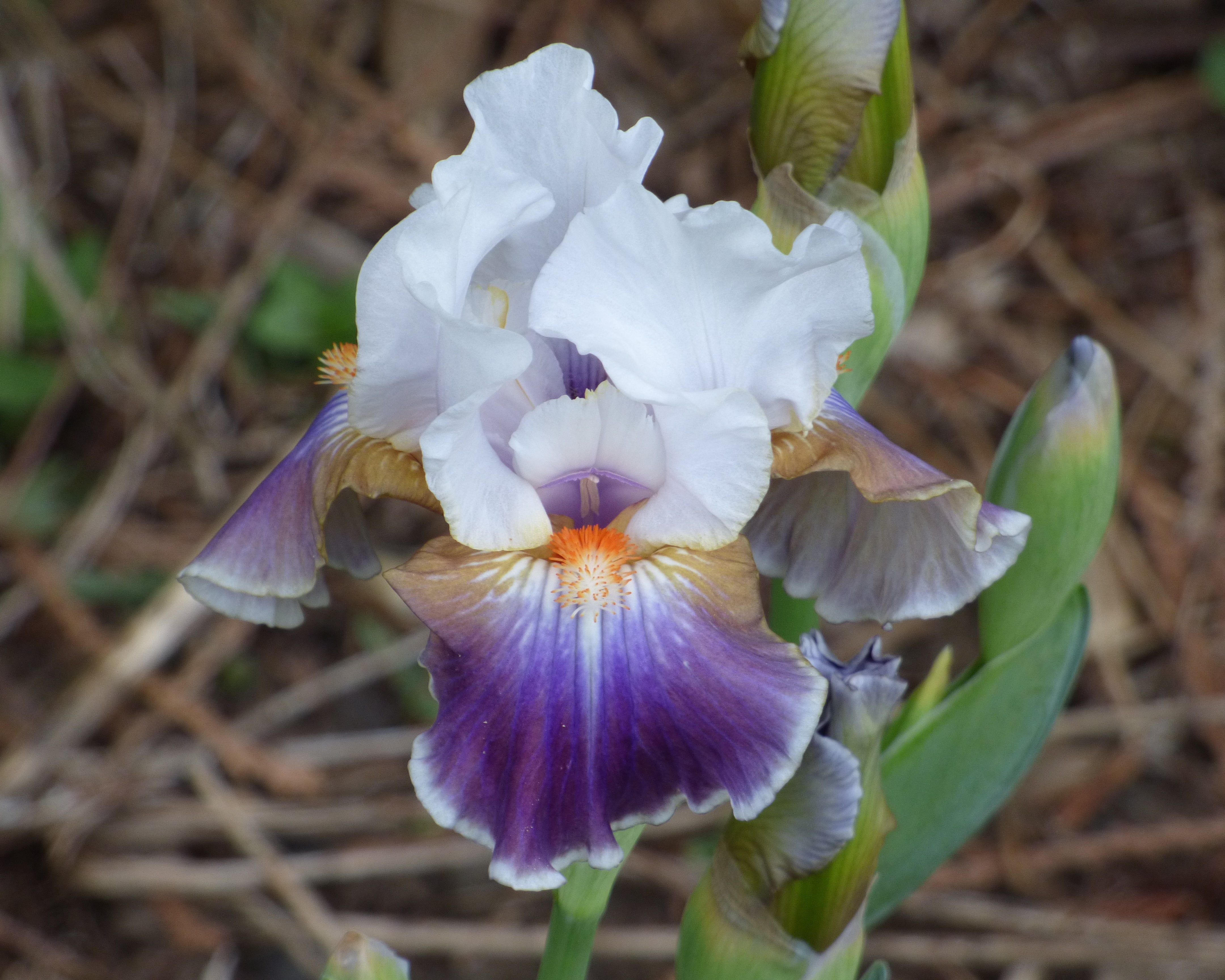 Iris様参考画像 Dazzling_3_5833d4a3-c2f9-400d-