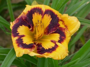 Deep Impact | Spring Daylily Catalog – Schreiner's Gardens