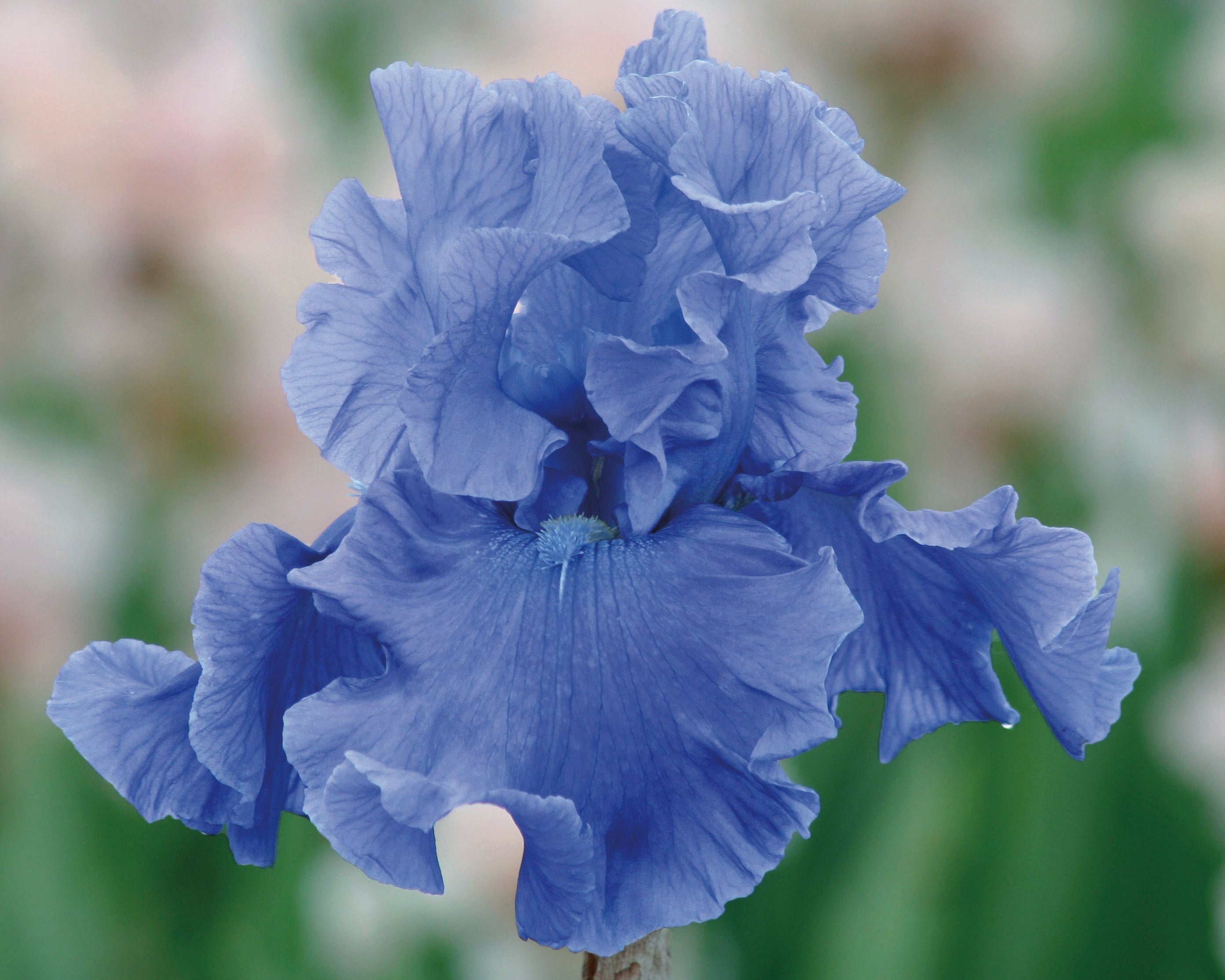 Deschutes | Tall Bearded Iris – Schreiner's Gardens
