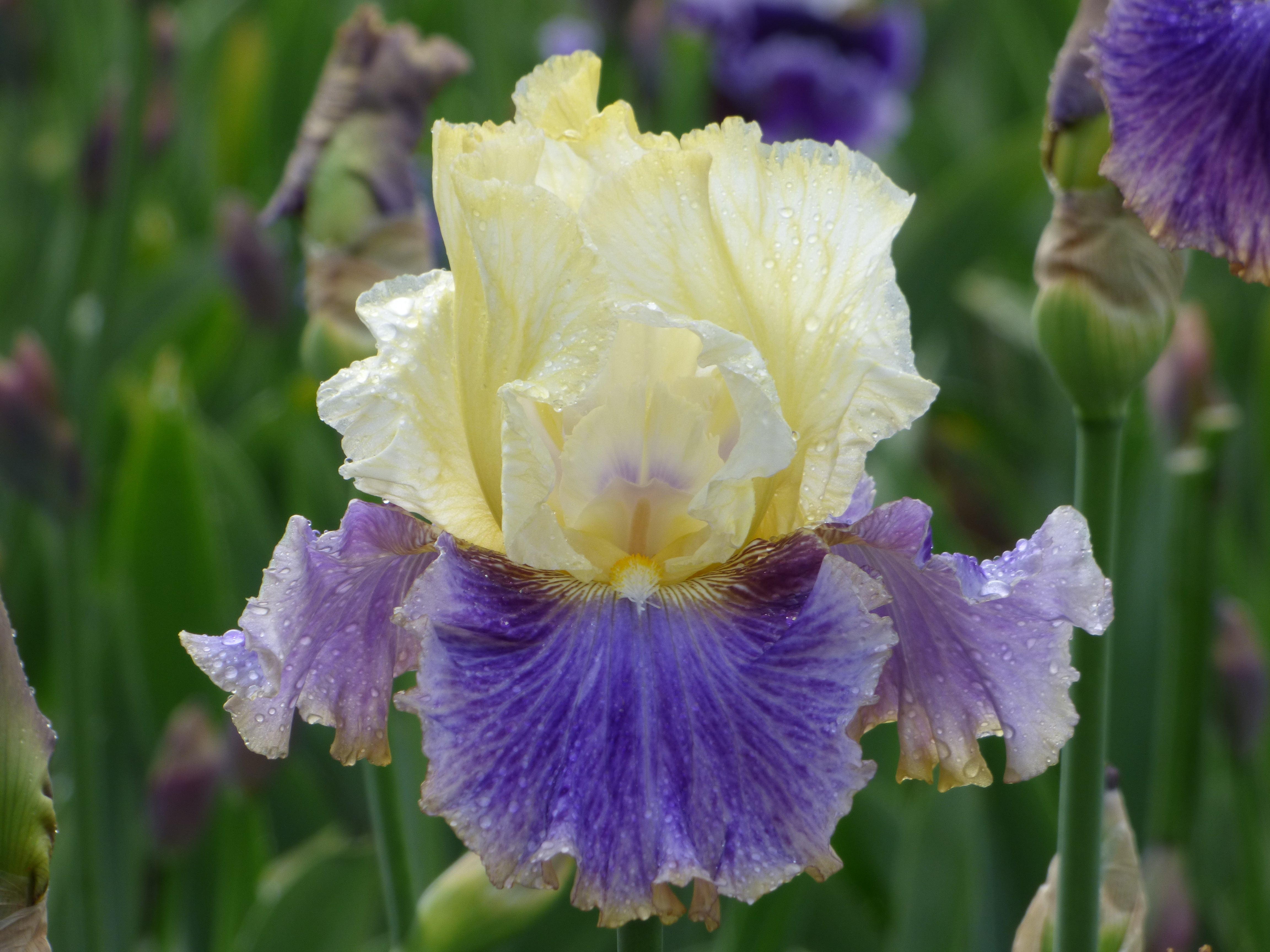 Dig In - Bonus | Tall Bearded Iris – Schreiner's Gardens