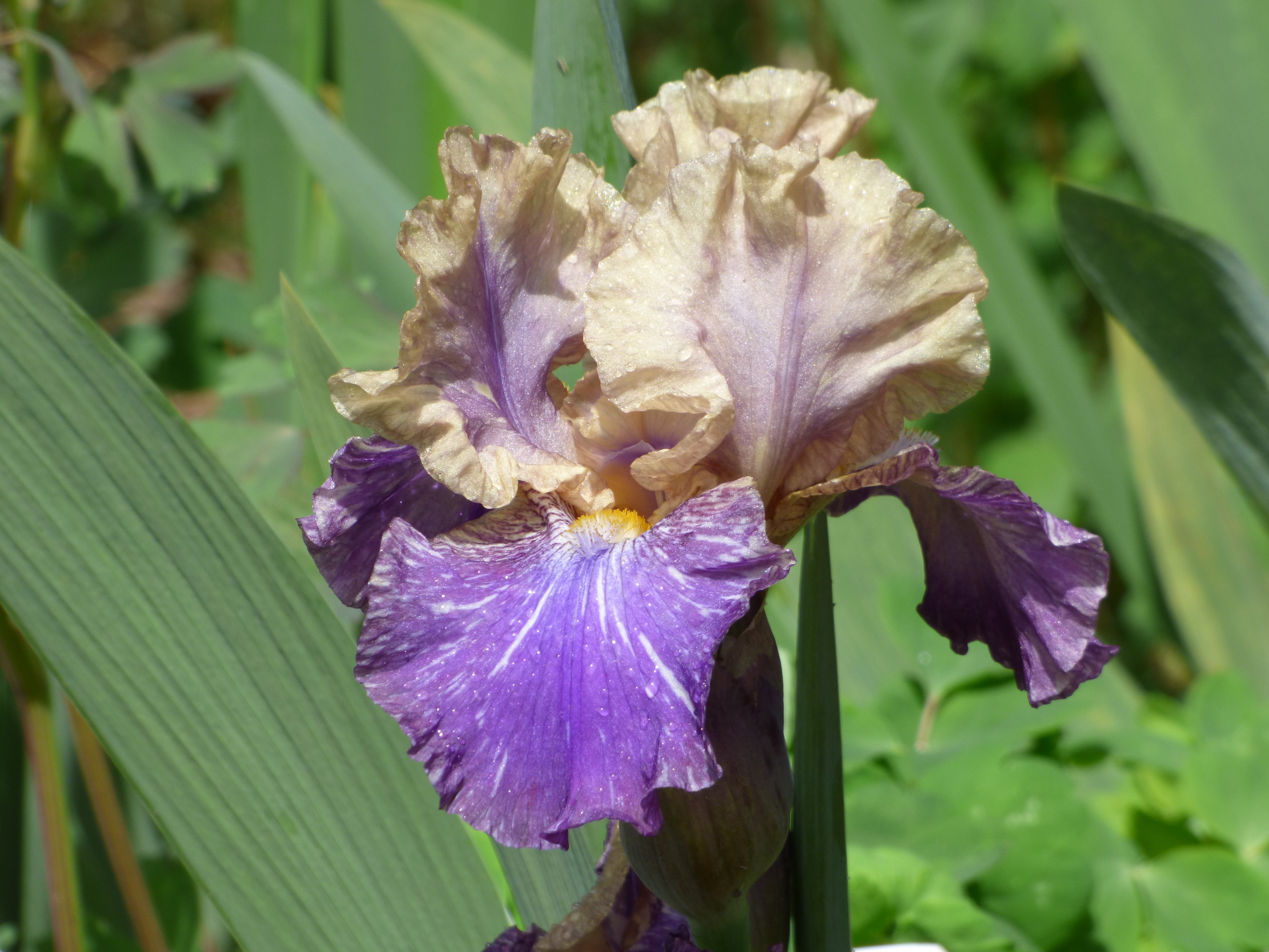 Doe Z Doe | Intermediate Bearded Iris – Schreiner's Gardens