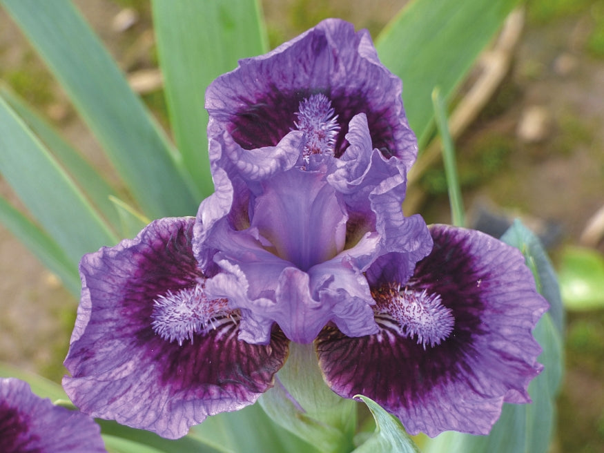 Don't Fix It | Standard Dwarf Bearded Iris – Schreiner's Gardens