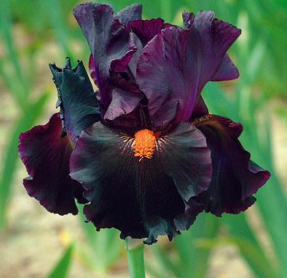 Dracula's Kiss | Tall Bearded Iris – Schreiner's Gardens