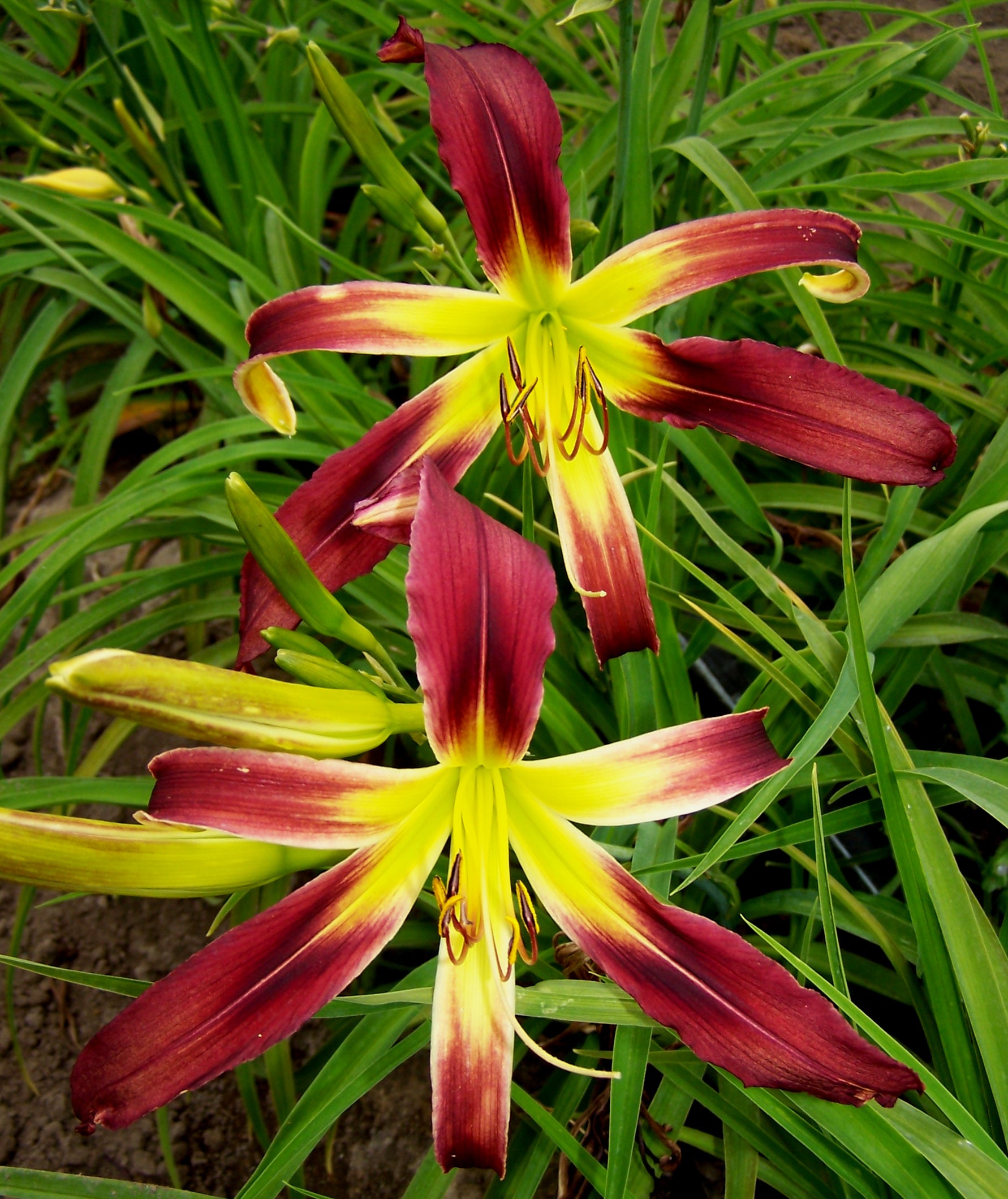 Dragon Seeker | Spring Daylily Catalog – Schreiner's Gardens