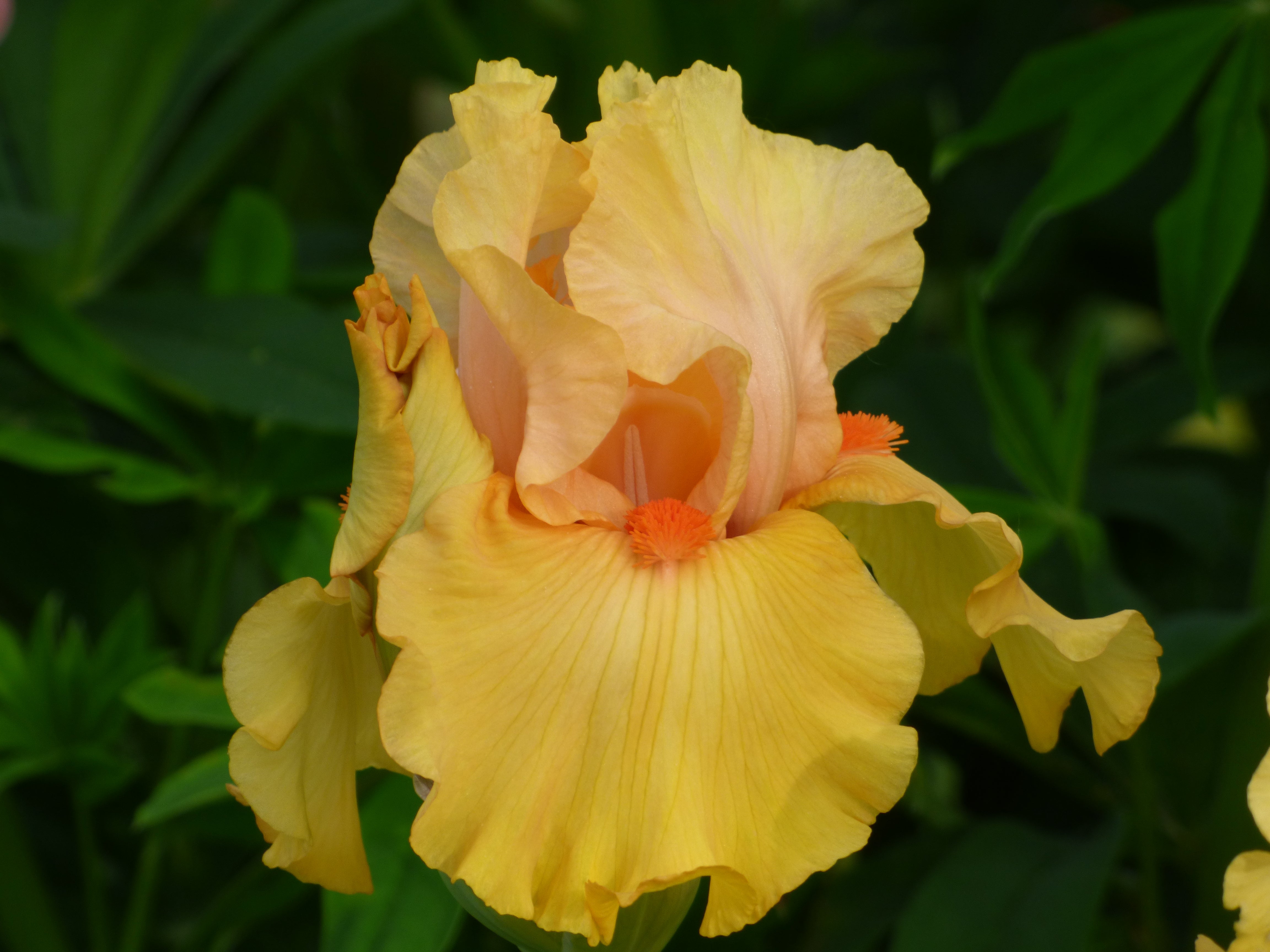 Spring Morning　ドイツ Early to Rise | Tall Bearded Iris – Schreiner's Gardens