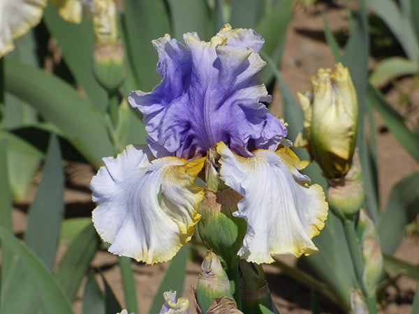 Easter Charm | Tall Bearded Iris – Schreiner's Gardens