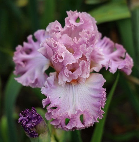 Ecstatic – Schreiner's Gardens