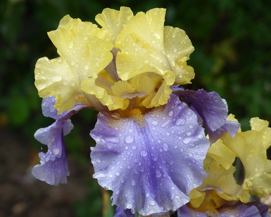 イロドリです。 Edith Wolford | Tall Bearded Iris – Schreiner's Gardens