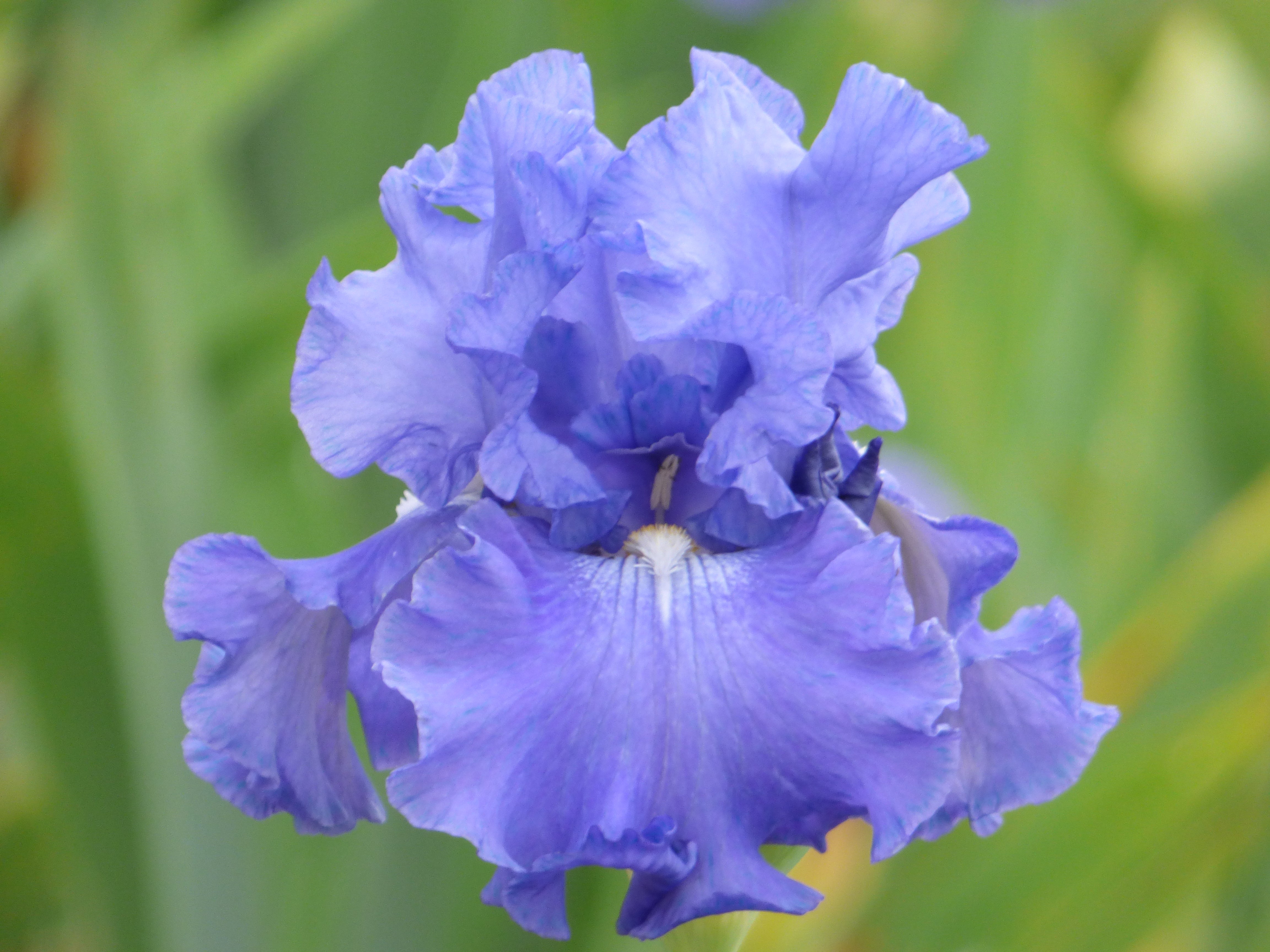 Elegance In Blue | Tall Bearded Iris – Schreiner's Gardens