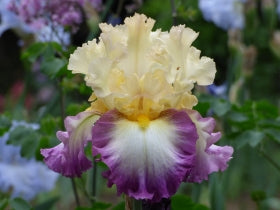 flower ring❤フレイアイディー、スナイデル、サマンサタバサ、ジーナシス Engagement Ring | Tall Bearded Iris – Schreiner's Gardens