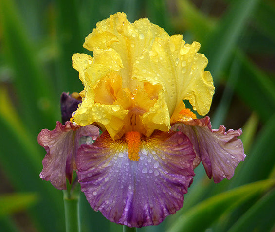 Enthralled | Tall Bearded Iris – Schreiner's Gardens