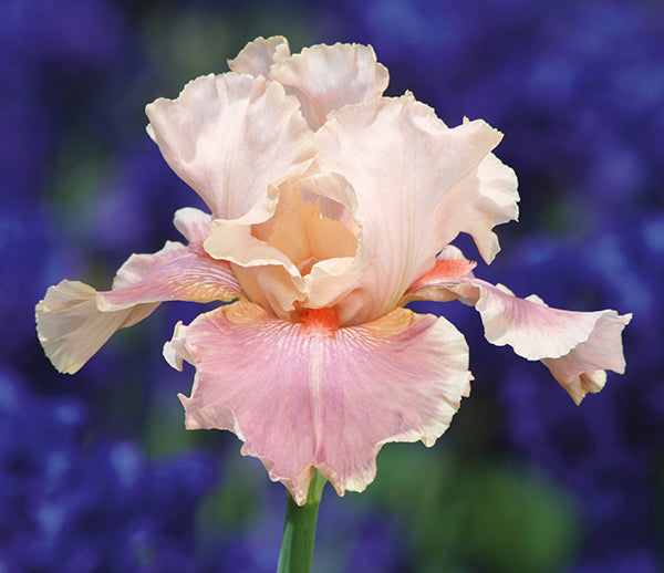 Entitled | Tall Bearded Iris – Schreiner's Gardens