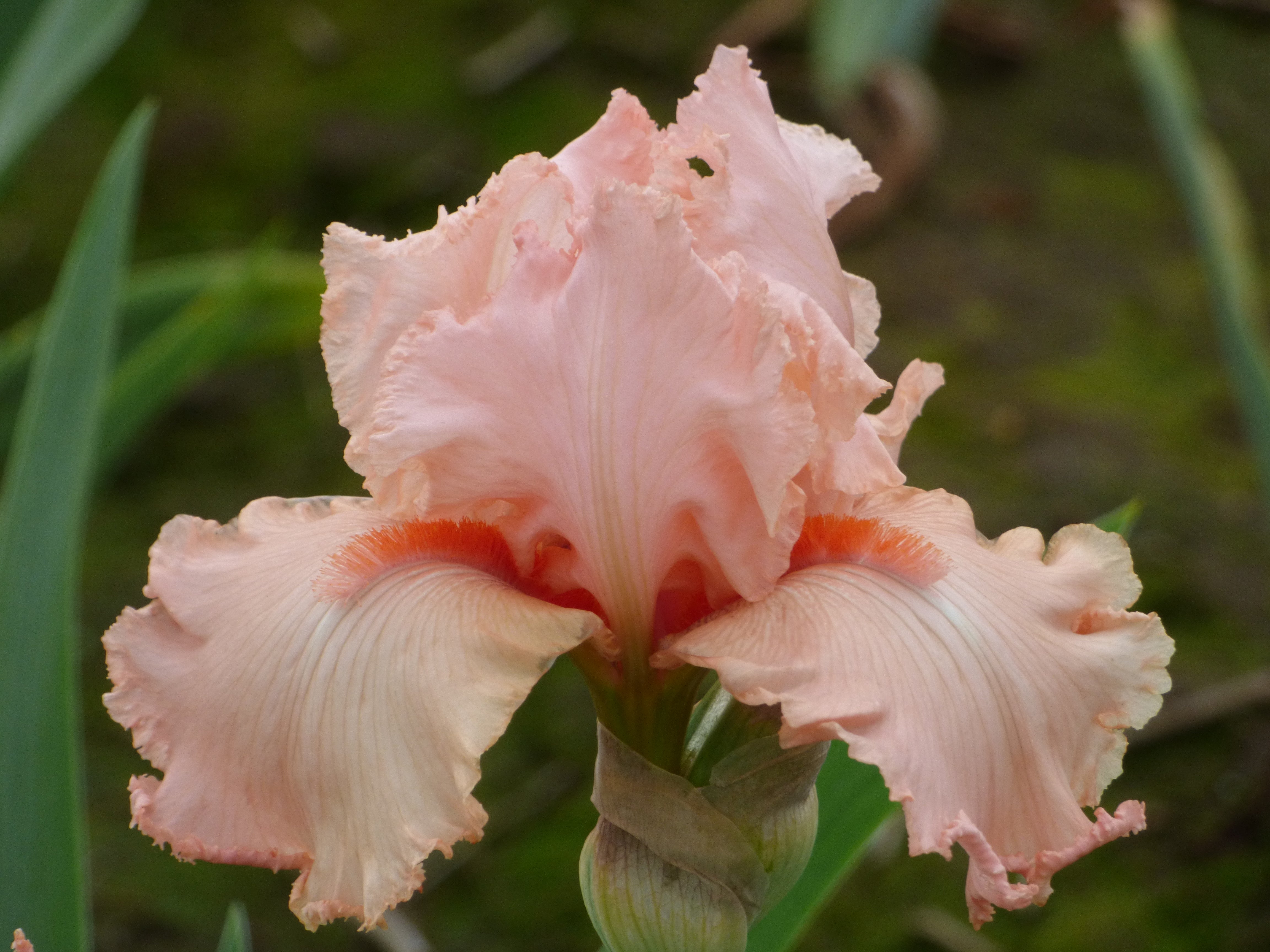 Eraser Pink| Tall Bearded Iris – Schreiner's Gardens