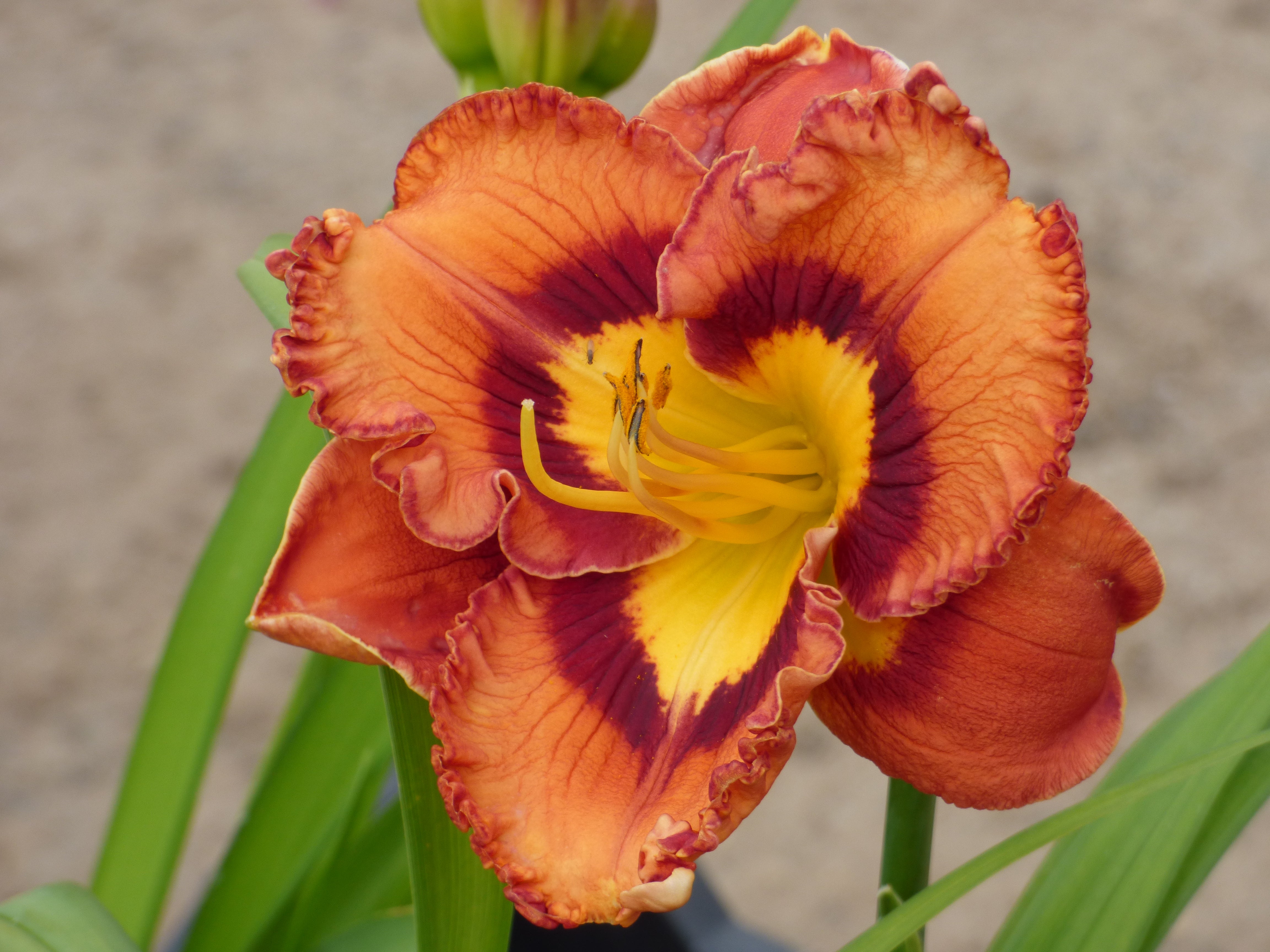 Euphoric (Daylily) | Spring Daylily Catalog – Schreiner's Gardens