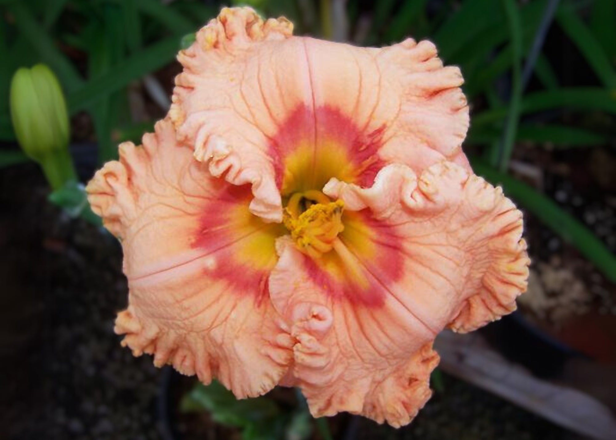 Ever So Softly | Spring Daylily Catalog – Schreiner's Gardens