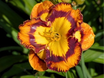 Evocative|Maryott Daylilies – Schreiner's Gardens