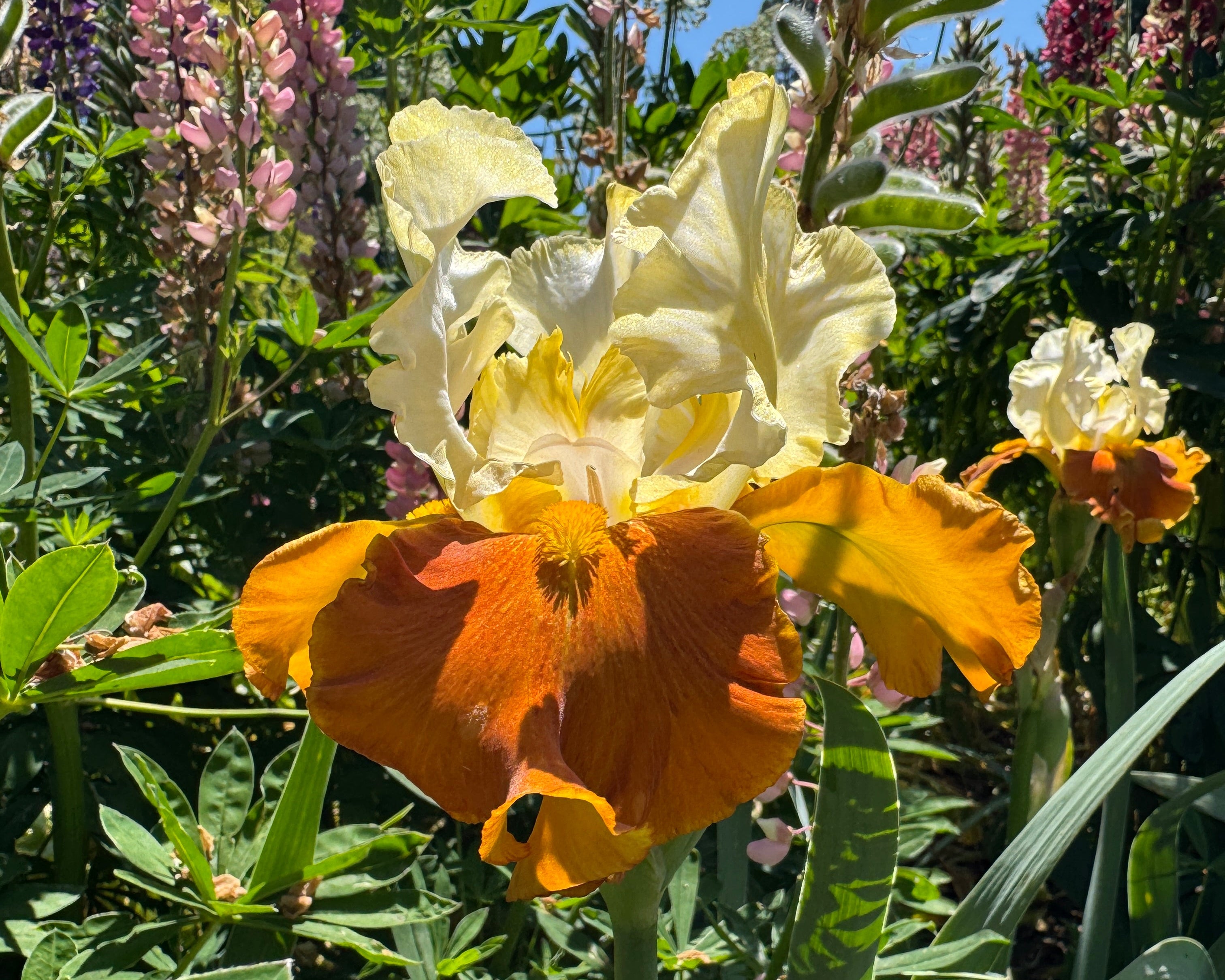 Fall Fiesta | Tall Bearded Iris – Schreiner's Gardens