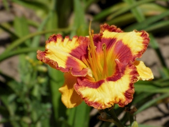 Fashion Rings | Spring Daylily Catalog – Schreiner's Gardens