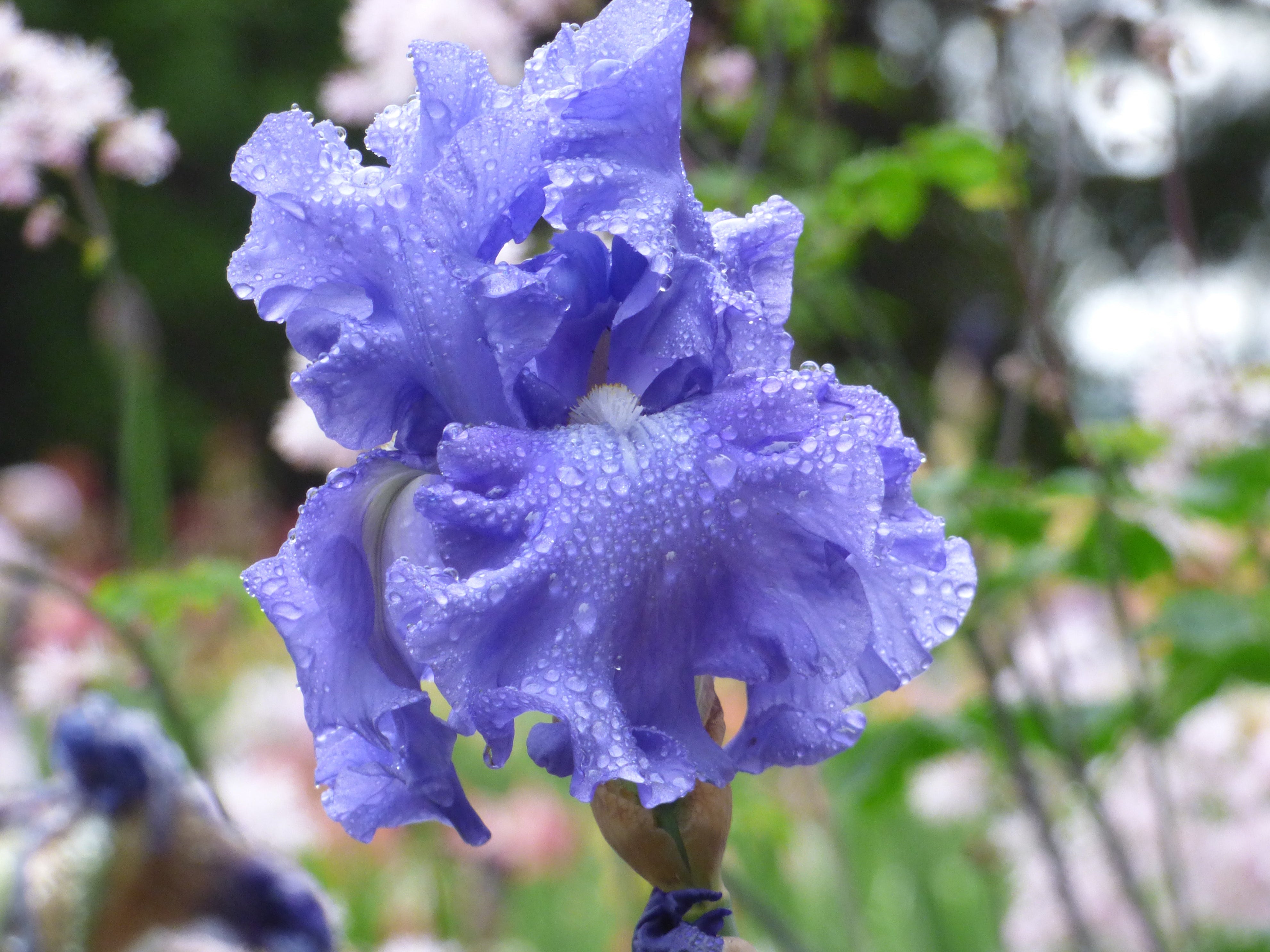 Fiesta In Blue | Tall Bearded Iris – Schreiner's Gardens