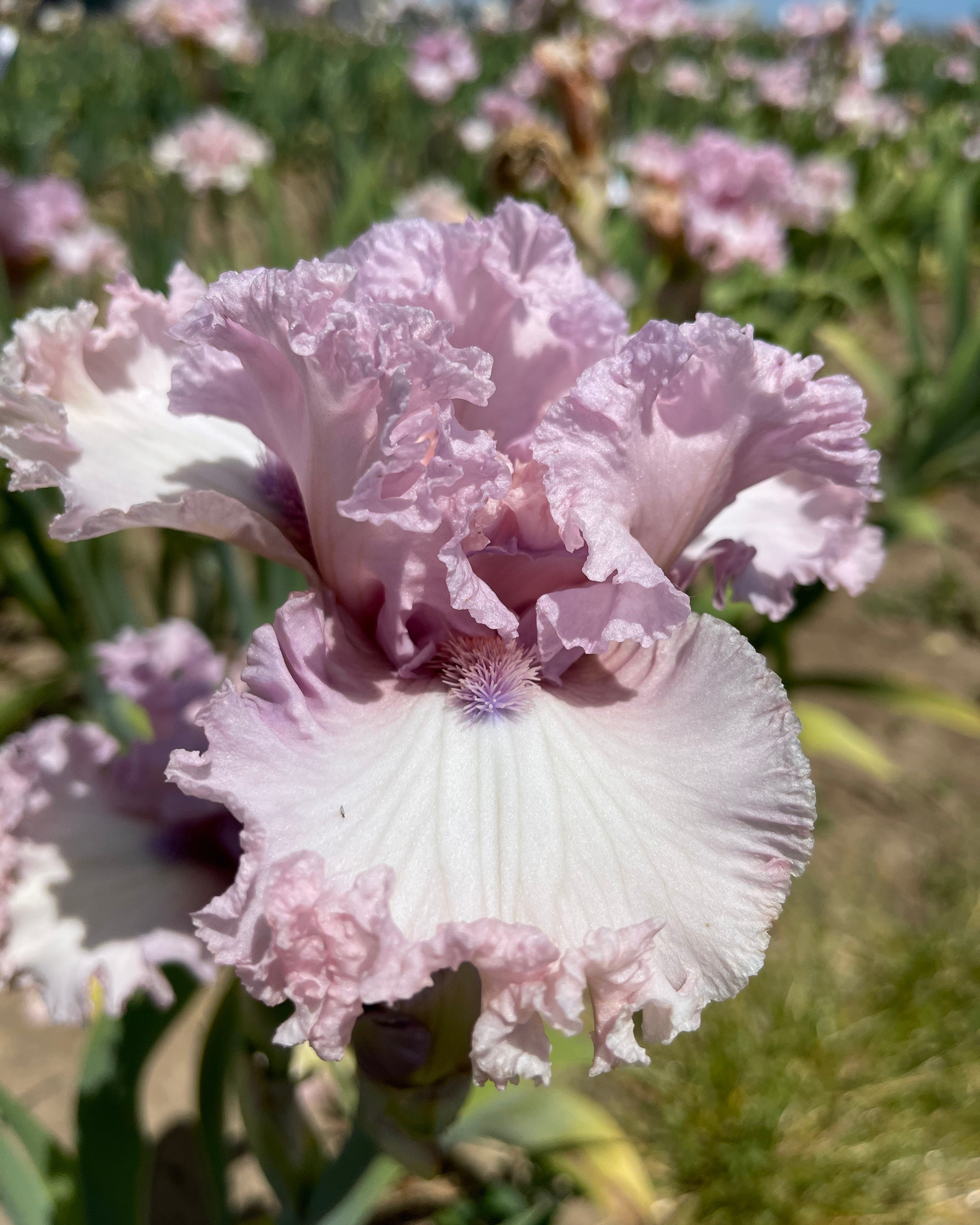 Fine Romance – Schreiner's Gardens