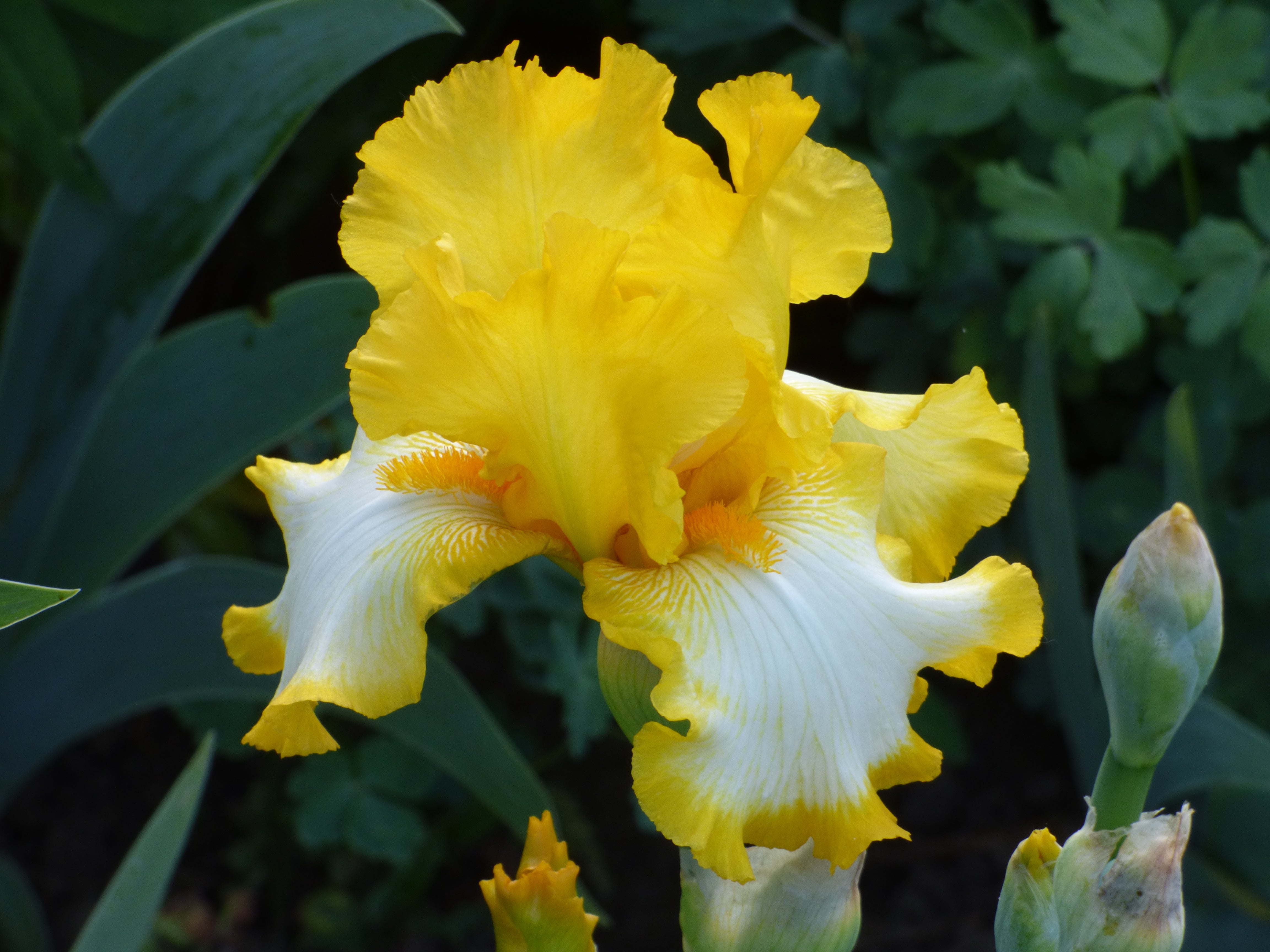 First Interstate | Tall Bearded Iris – Schreiner's Gardens