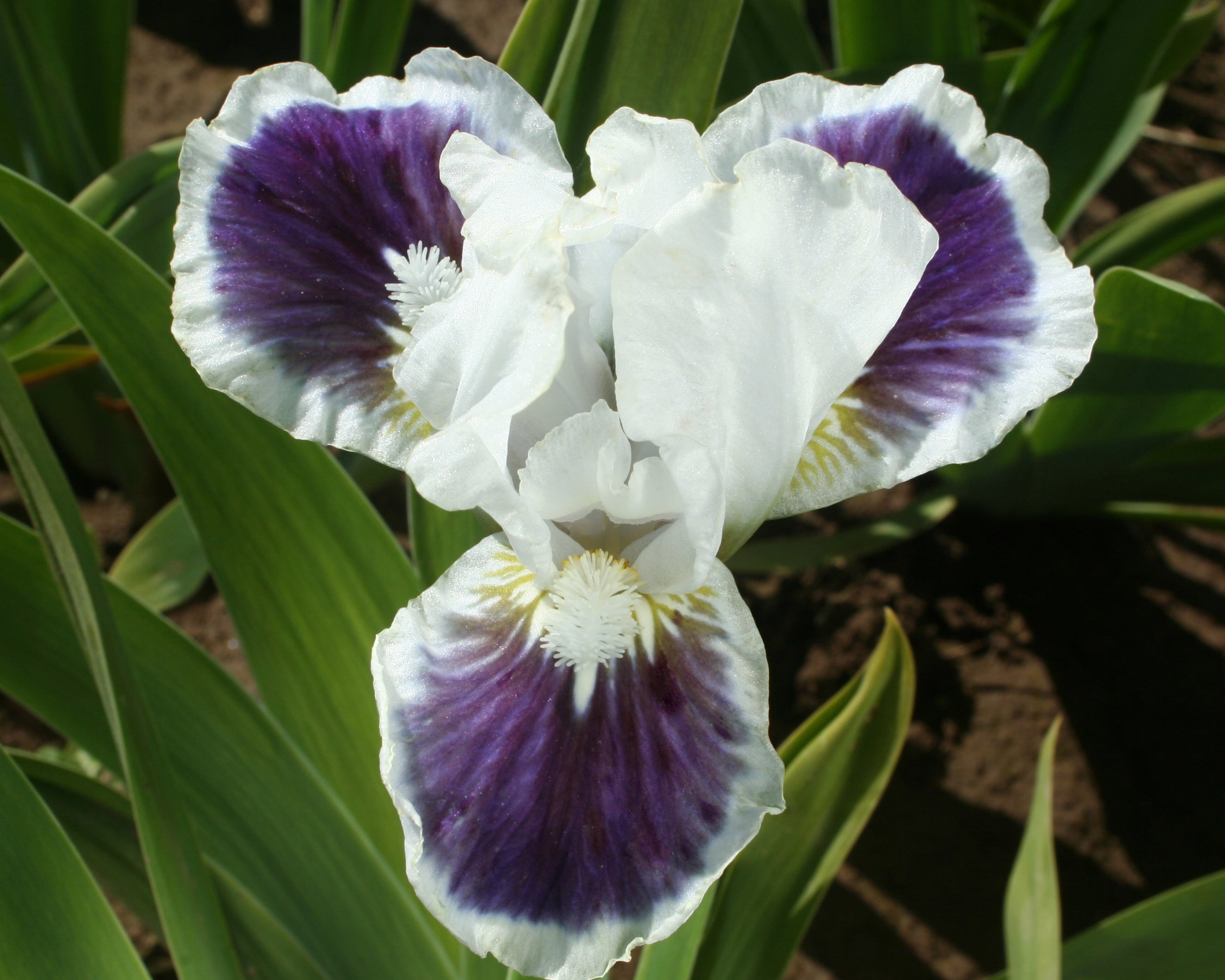 For Grape's Sake | Dwarf Bearded Iris – Schreiner's Gardens For Grape's Sake | Dwarf Bearded Iris – Schreiner's Gardens
