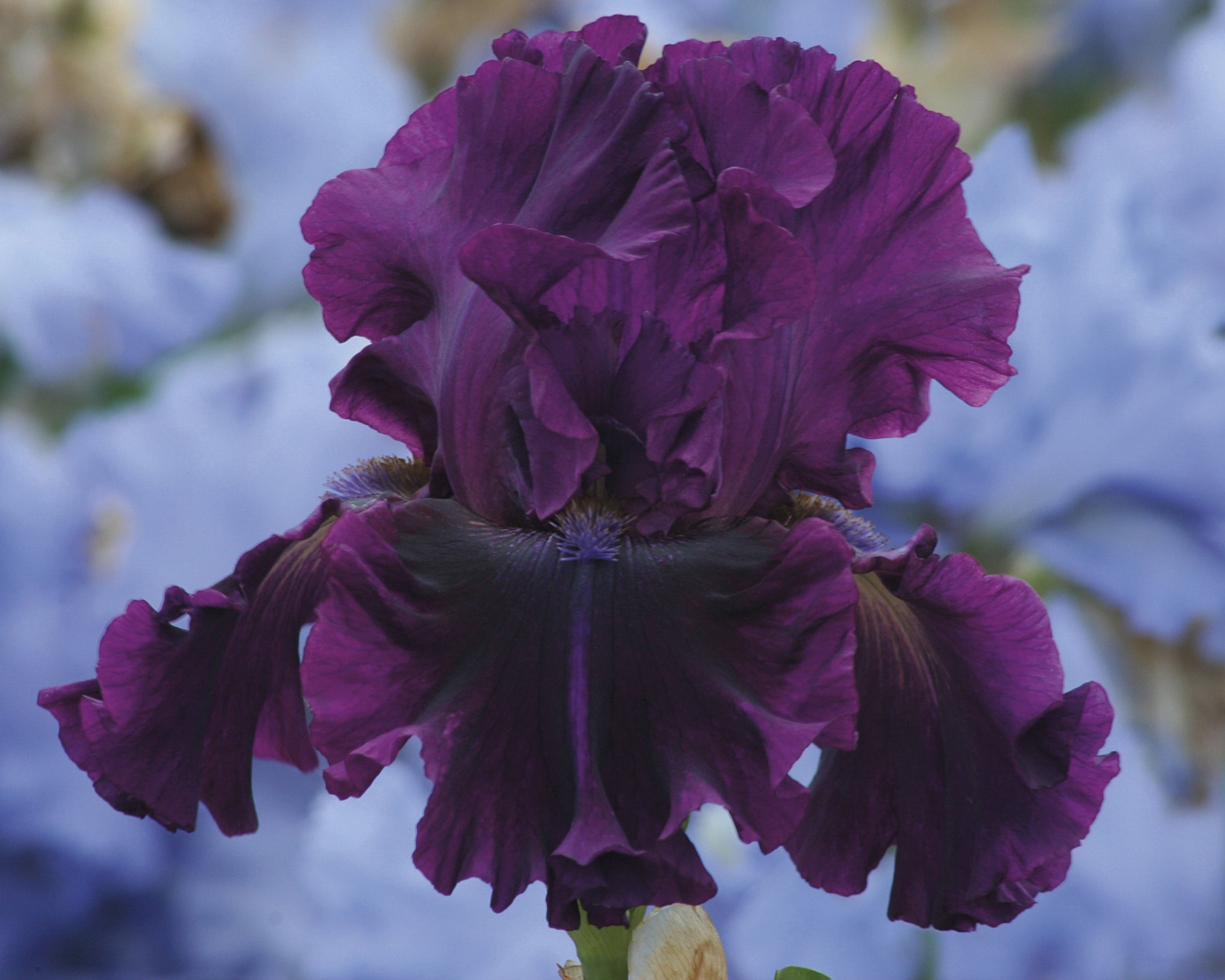 For Veronica | Tall Bearded Iris – Schreiner's Gardens