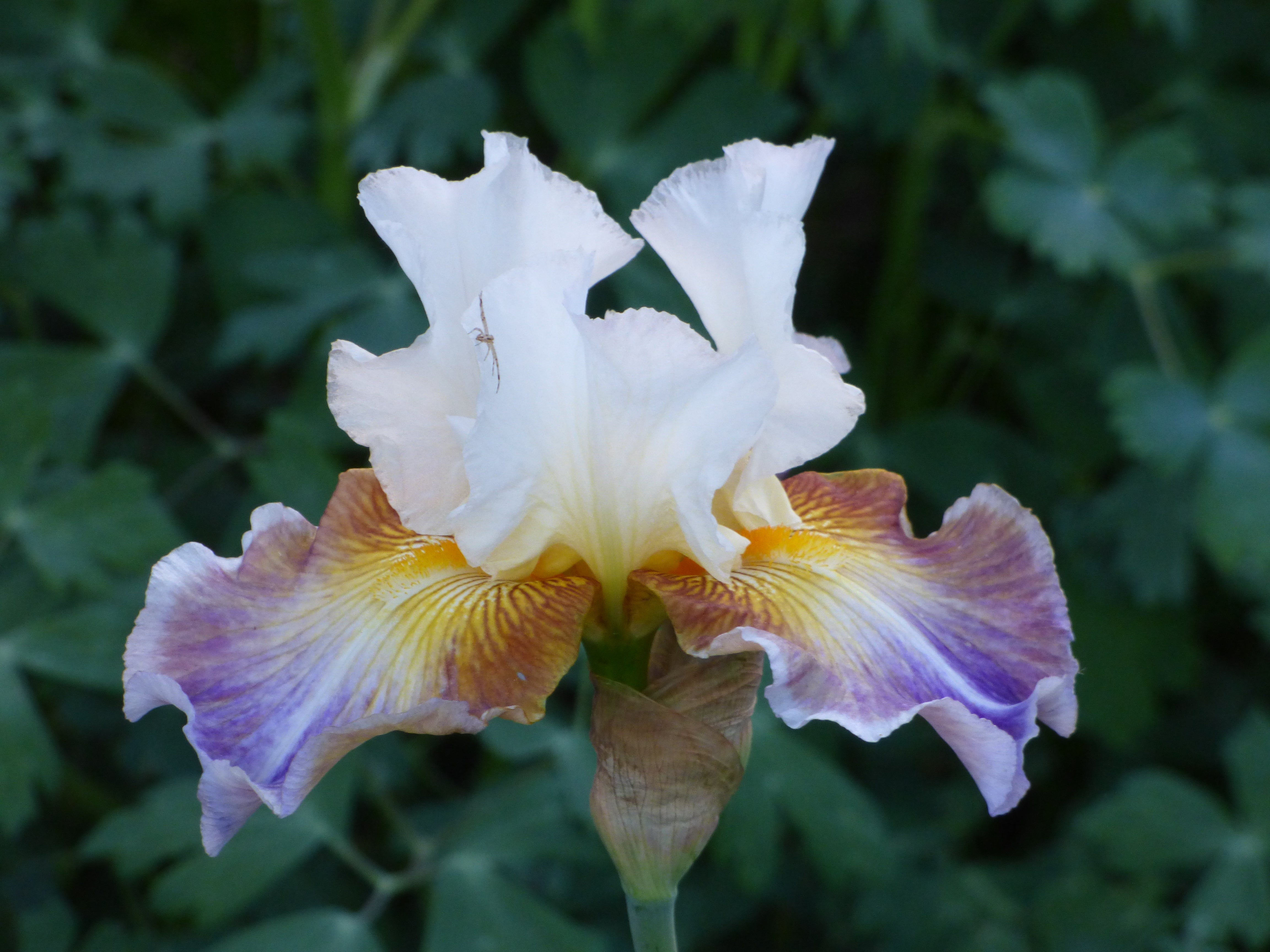 Get Back | Tall Bearded Iris – Schreiner's Gardens