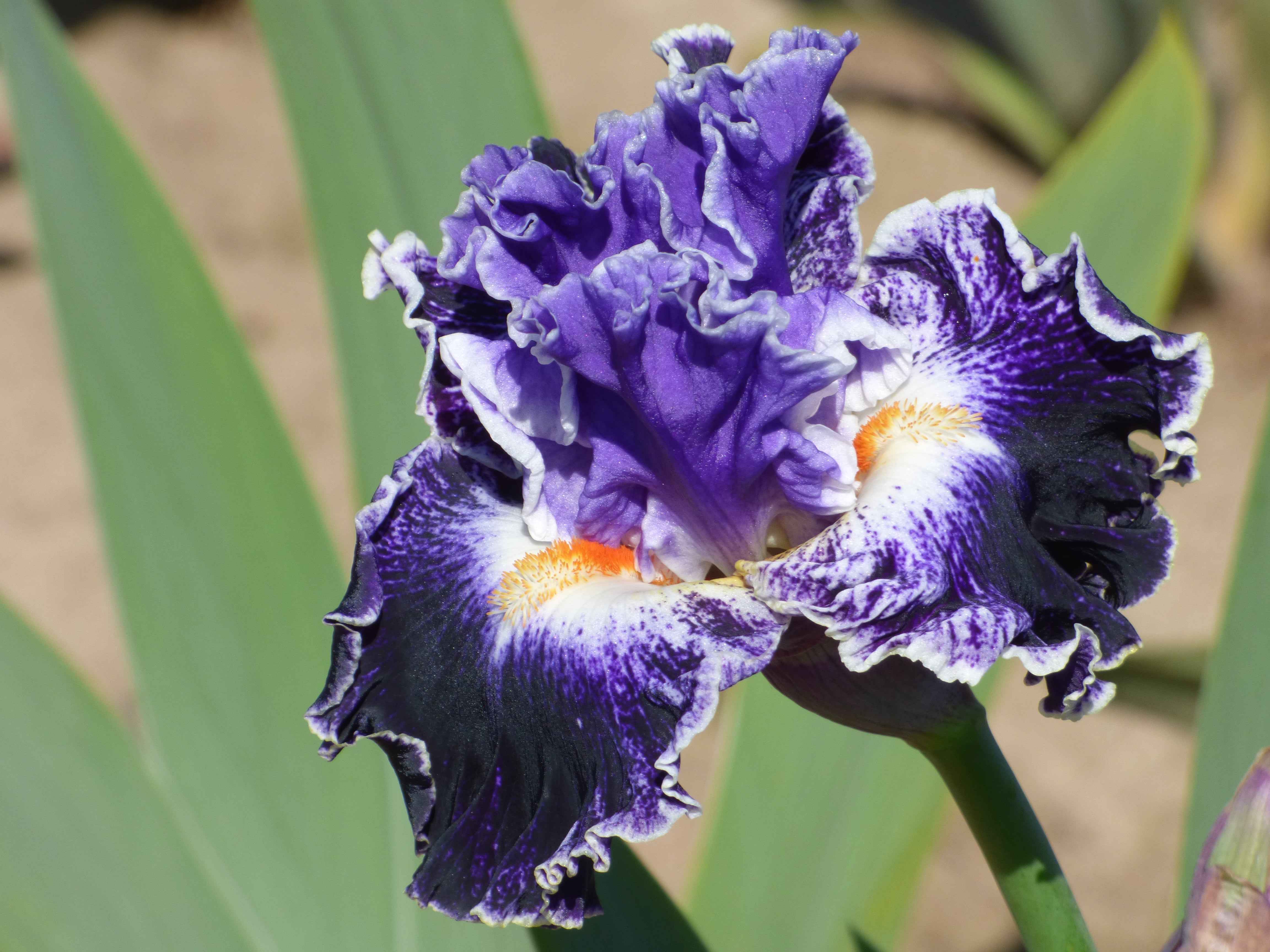 Gone Viral – Schreiner's Gardens