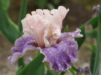 Champagne Dream – Schreiner's Gardens