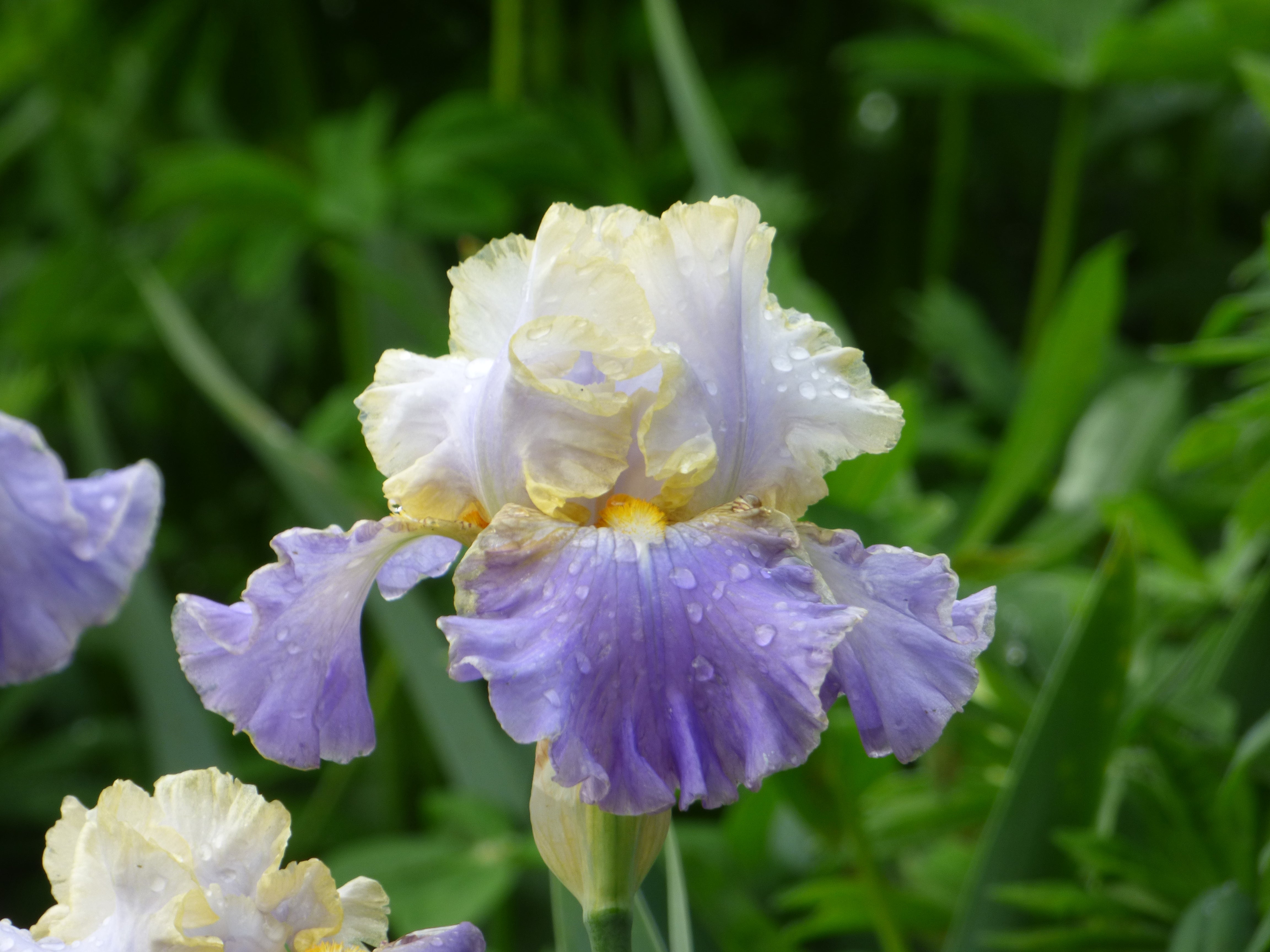 Gilt-Edged Bond | Tall Bearded Iris – Schreiner's Gardens