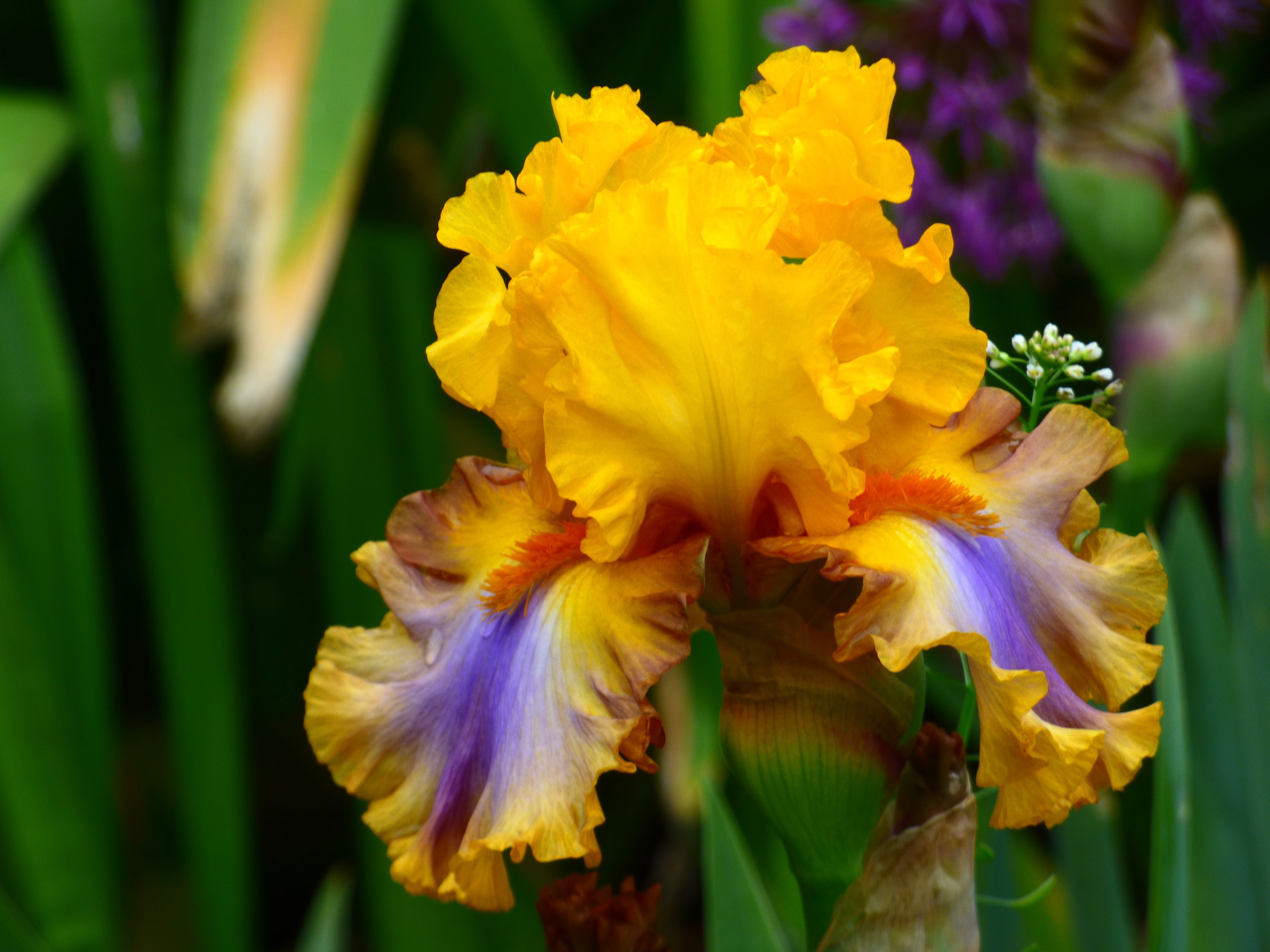 GoodMorningSunshine_8fcaa9a9-