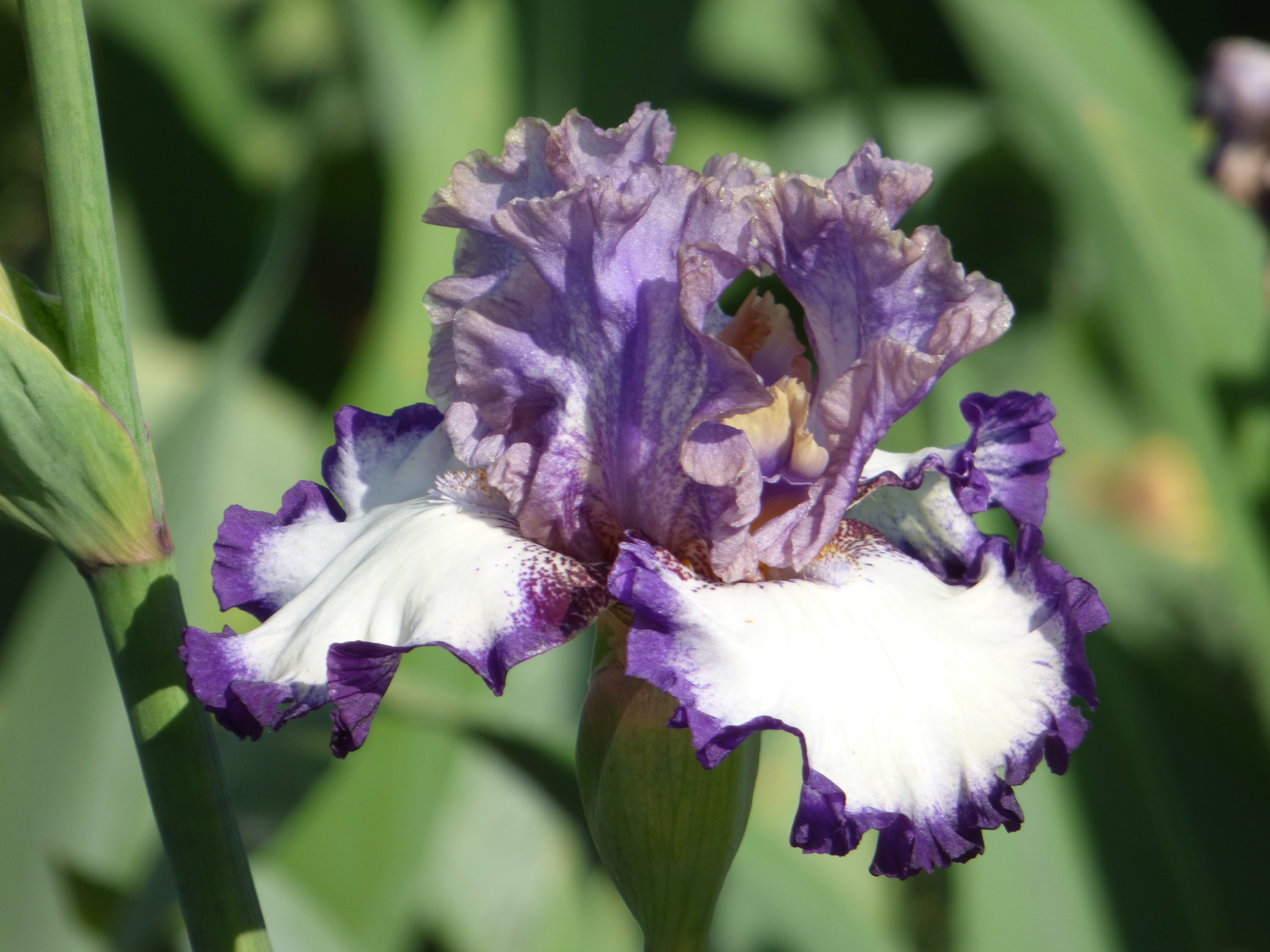 Grays Peak | Tall Bearded Iris – Schreiner's Gardens