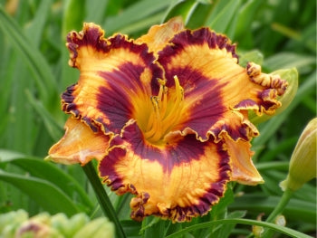 Griffin Miller | Spring Daylily Catalog – Schreiner's Gardens