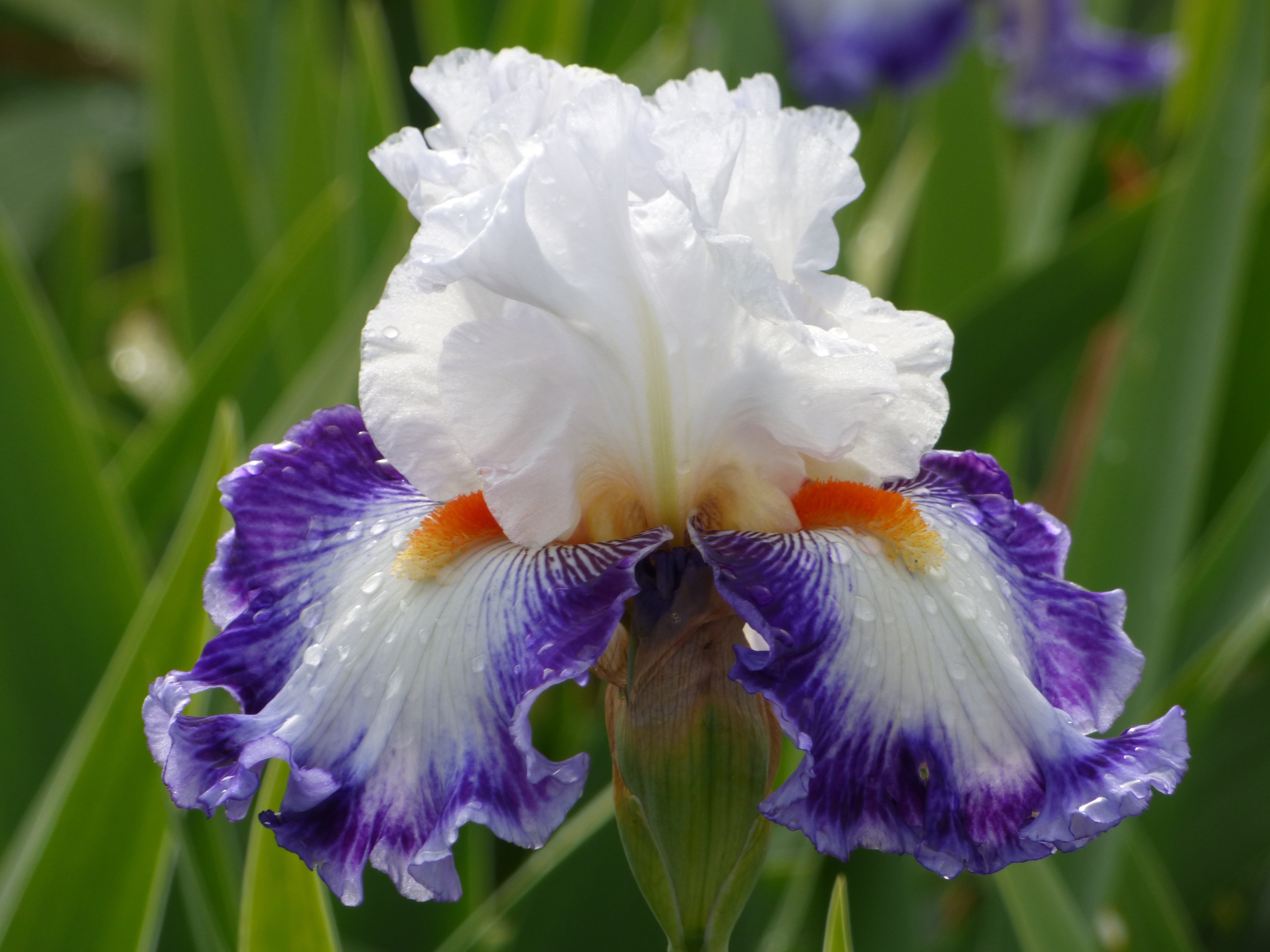 Gulfport | Tall Bearded Iris – Schreiner's Gardens