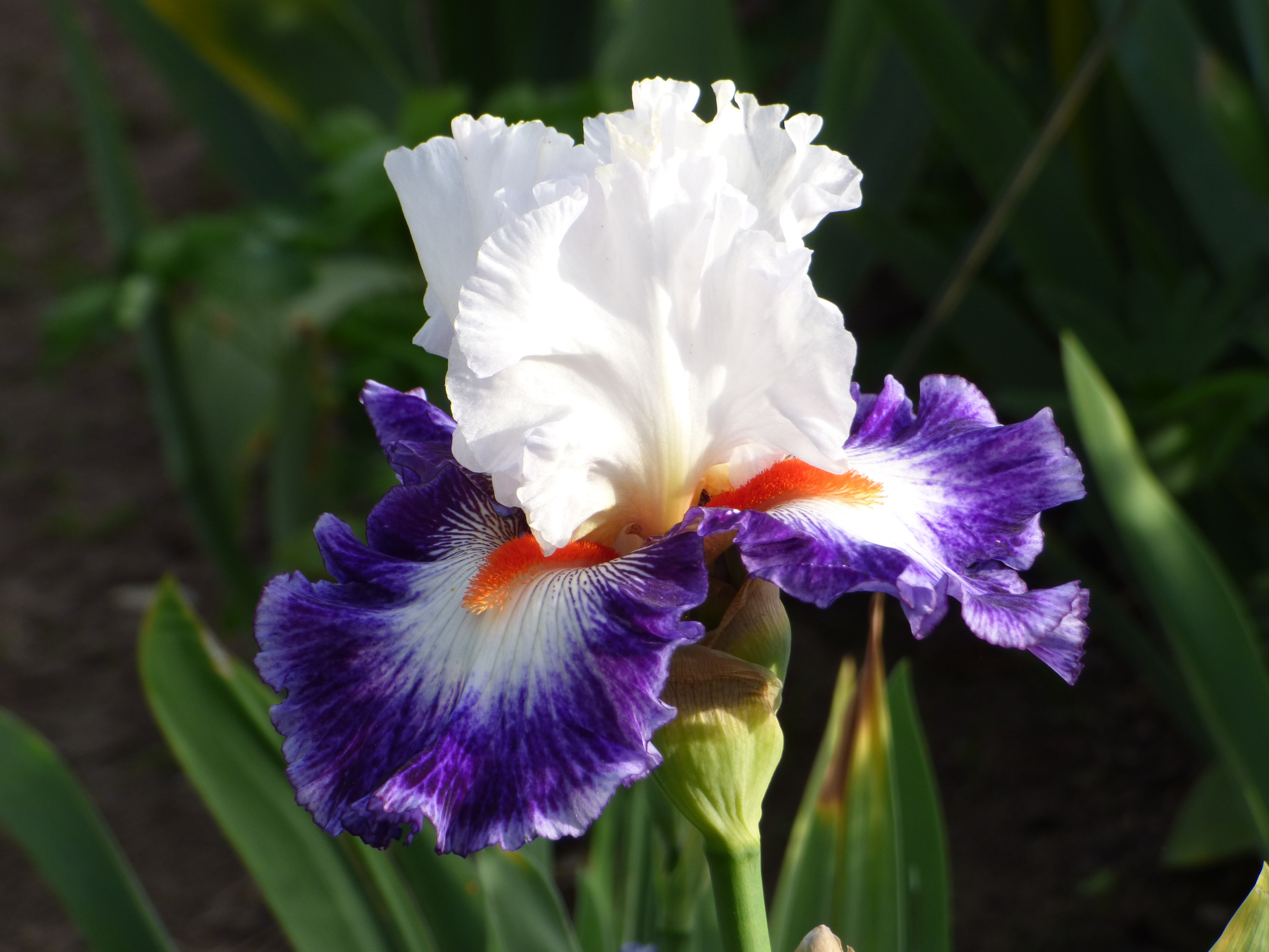 Gypsy Lord | Tall Bearded Iris – Schreiner's Gardens