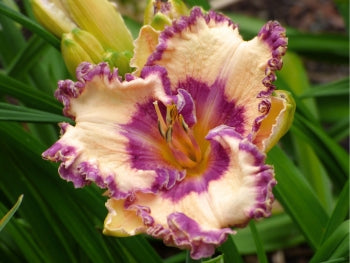 Hanalei Bay | Spring Daylily Catalog – Schreiner's Gardens
