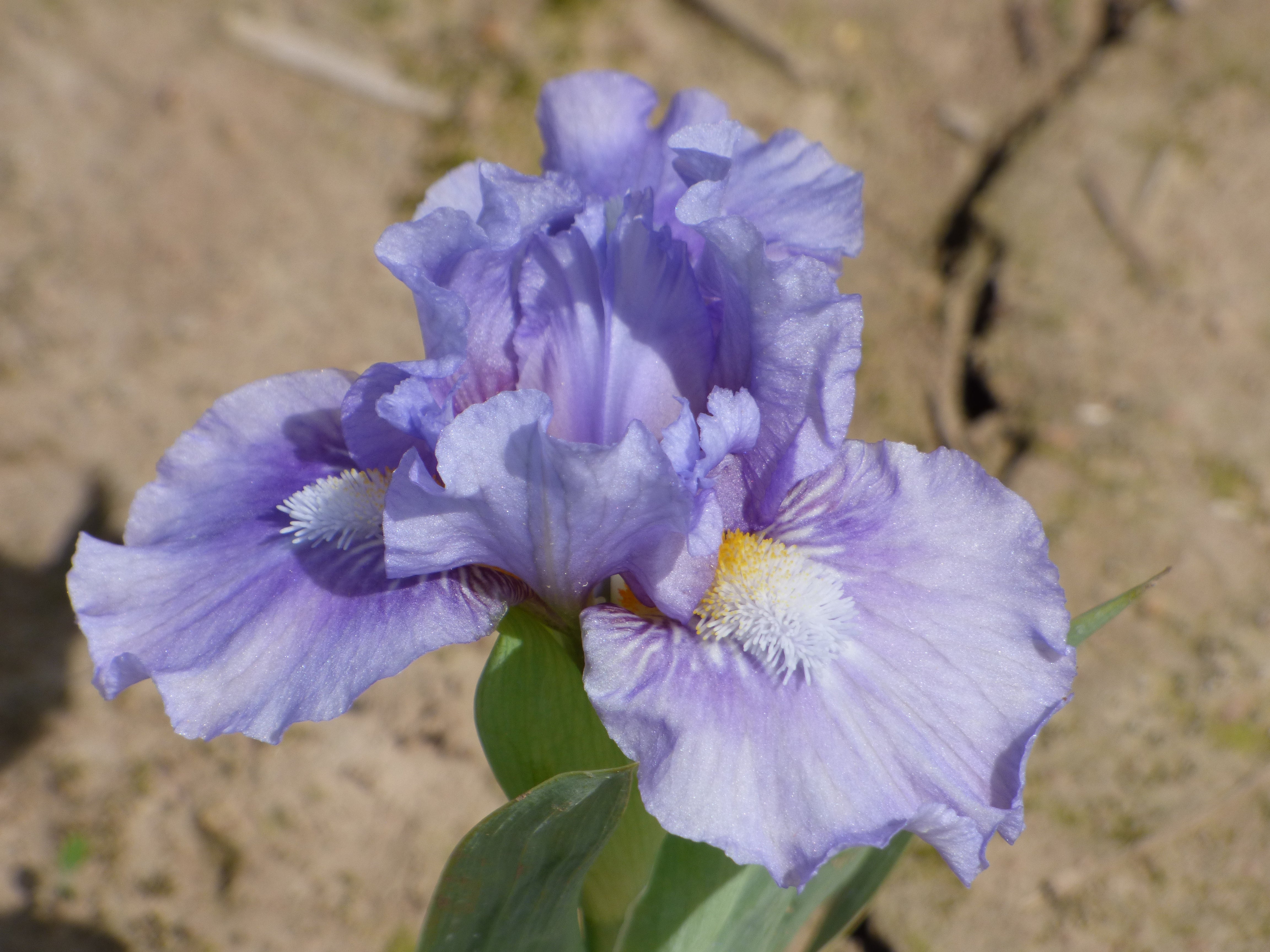 High IQ | Standard Dwarf Bearded Iris – Schreiner's Gardens