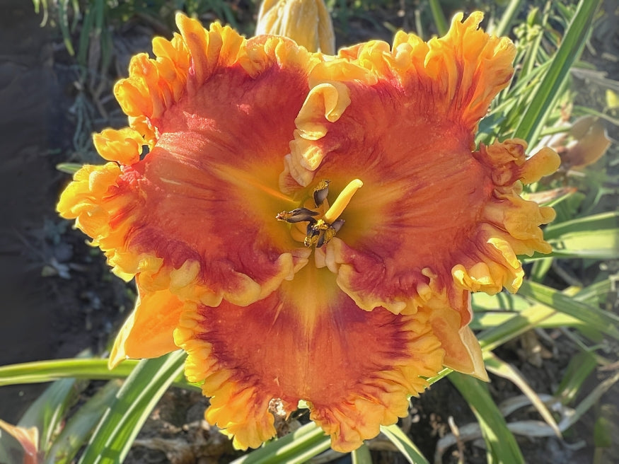 Hybridizer's Solar Flare – Schreiner's Gardens