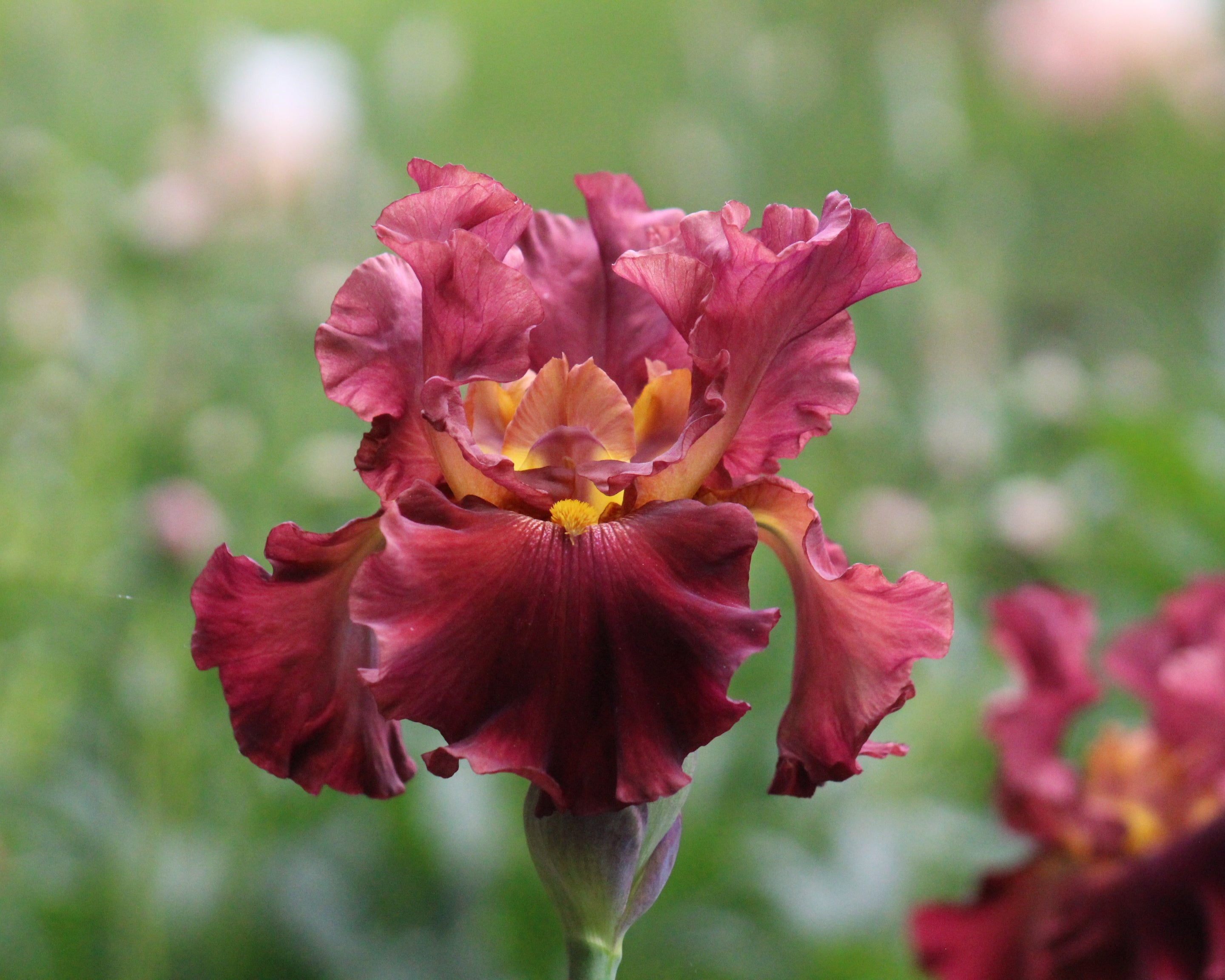 Rip City | Tall Bearded Iris – Schreiner's Gardens