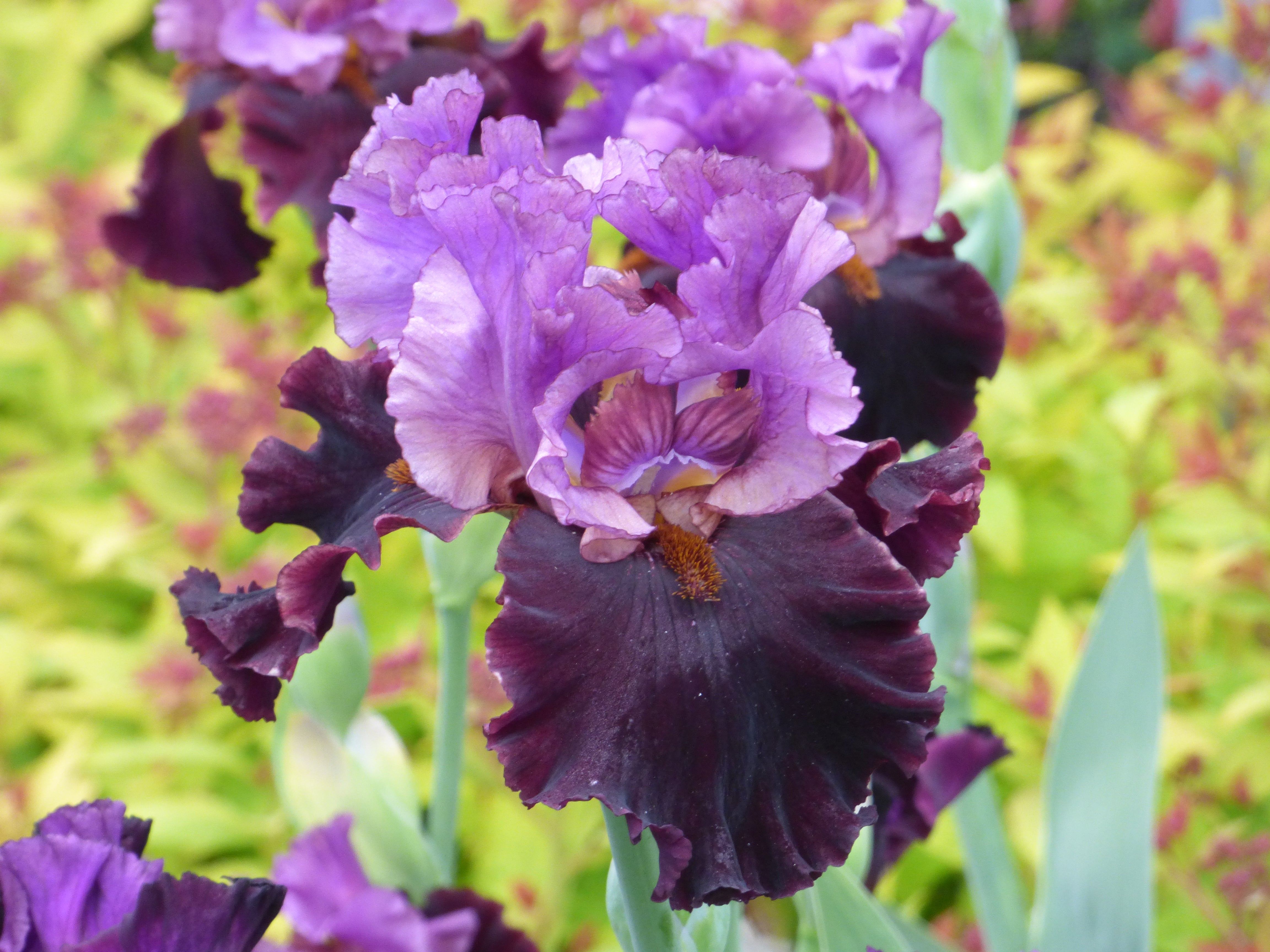 I'm Back | Tall Bearded Iris – Schreiner's Gardens