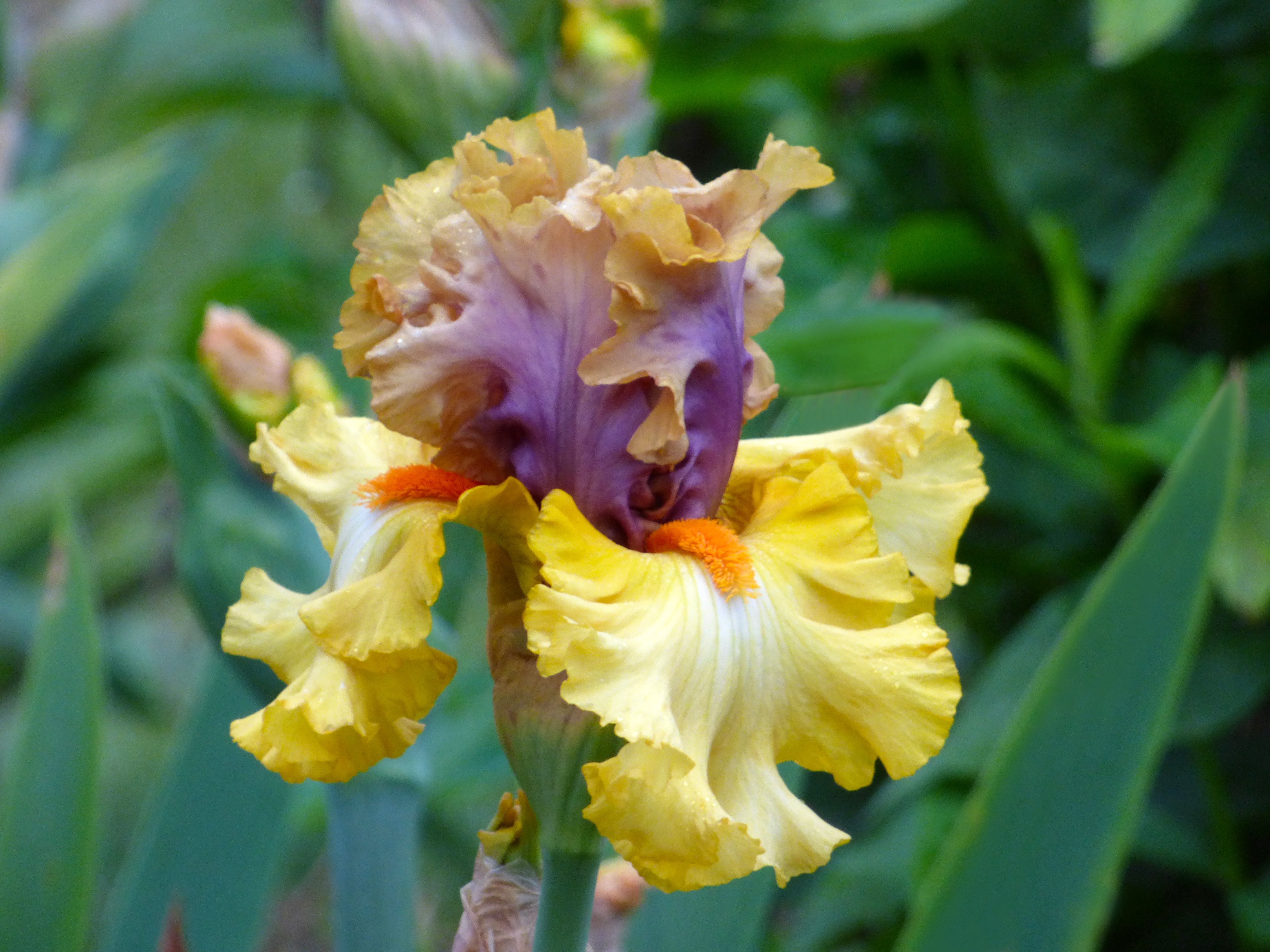 Idle Rich | Tall Bearded Iris – Schreiner's Gardens