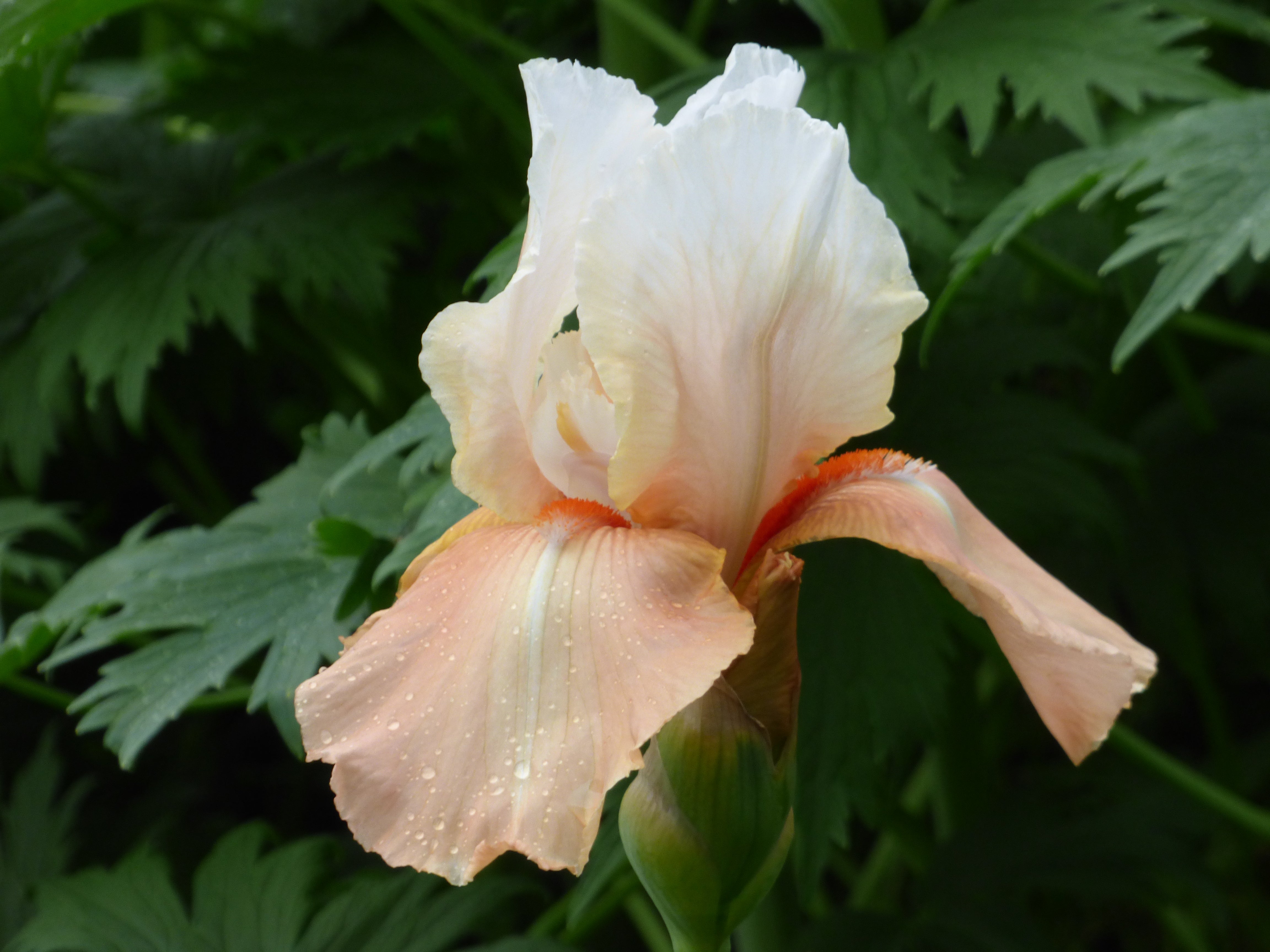 DIA イェビン YEBIN flower 4seasons トレカ 3枚セット DIA イェビン YEBIN flower 4seasons トレカ 3枚セット｜DIA イェビン