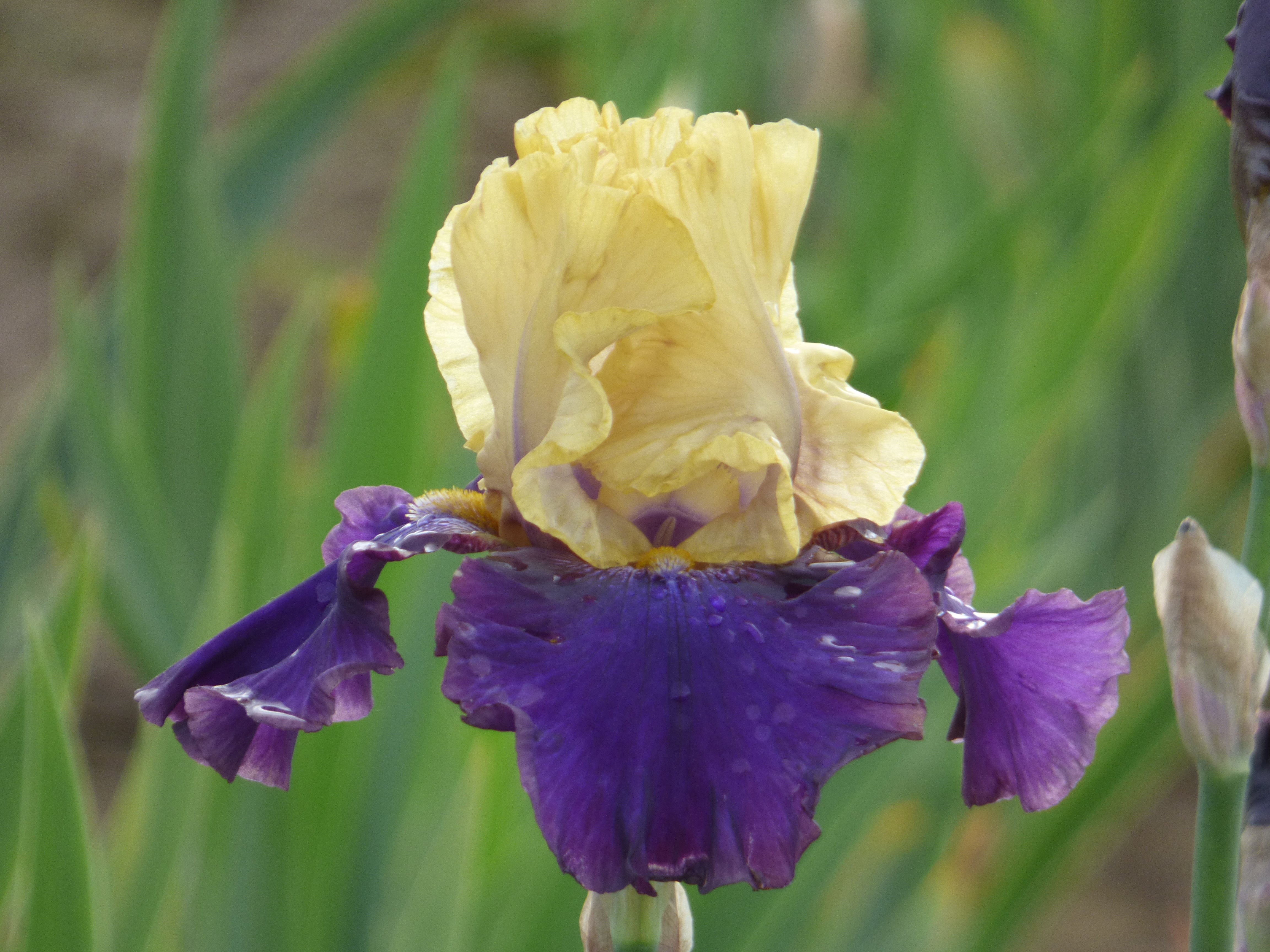 Jurassic Park | Tall Bearded Iris – Schreiner's Gardens
