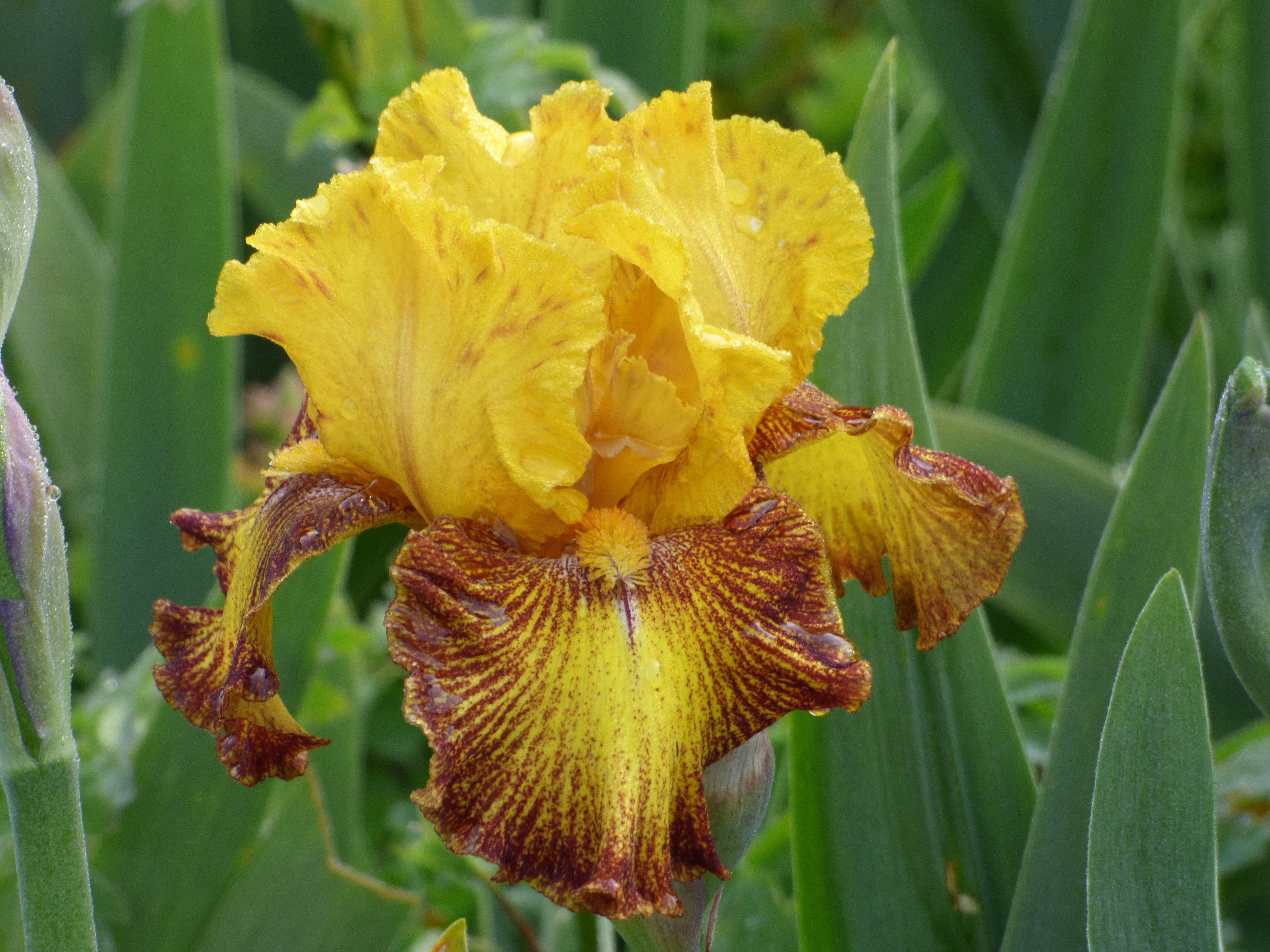 ラグラス　ビスクドール　リプロ Peggy Nettles ジュモー Jitterbug | Tall Bearded Iris – Schreiner's Gardens